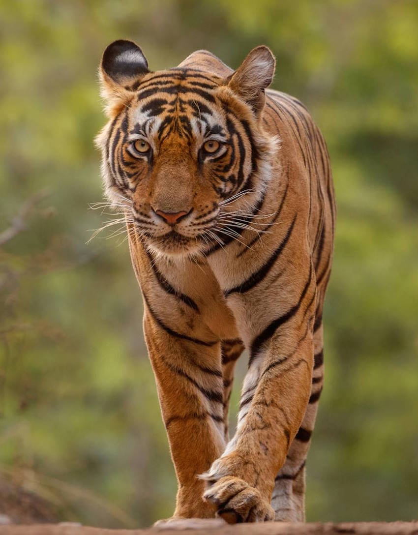 hero amazing bengal tiger