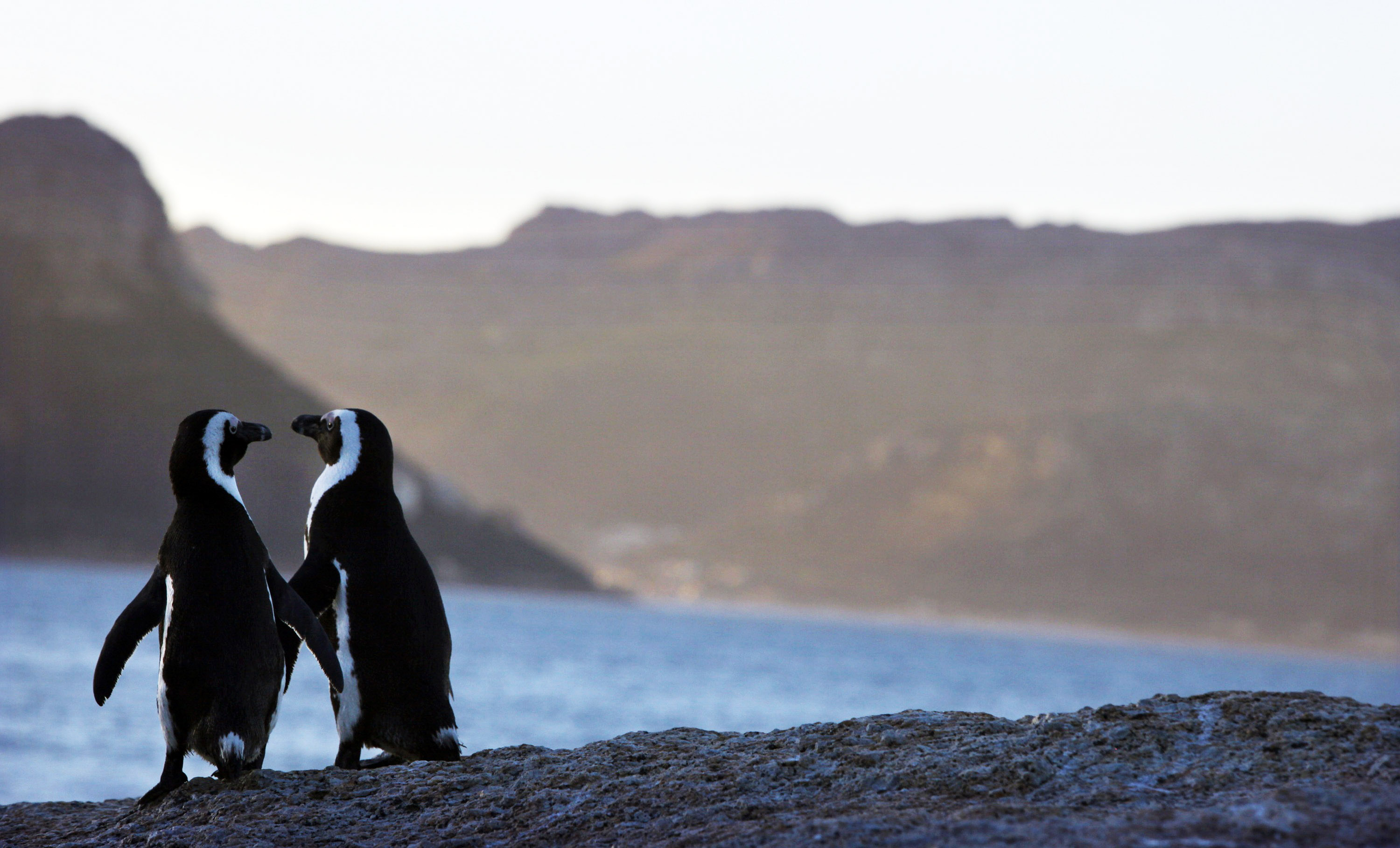 SIMONS TOWN, SOUTH AFRICA - JUNE 29: African penguins stand along the rocks at Boulders Beach June 29,2010 in Simon's Town, South Africa. The vulnerable species live in a penguin colony in False Bay that is part of Table Mountain National Park. Since breeding two pairs in 1982, the penguin colony has grown over the years to over 3,000. Tourists in country for the World Cup have brought double the usual numbers of people visiting the famous penguin breeding ground. (Photo by Paula Bronstein/Getty Images)