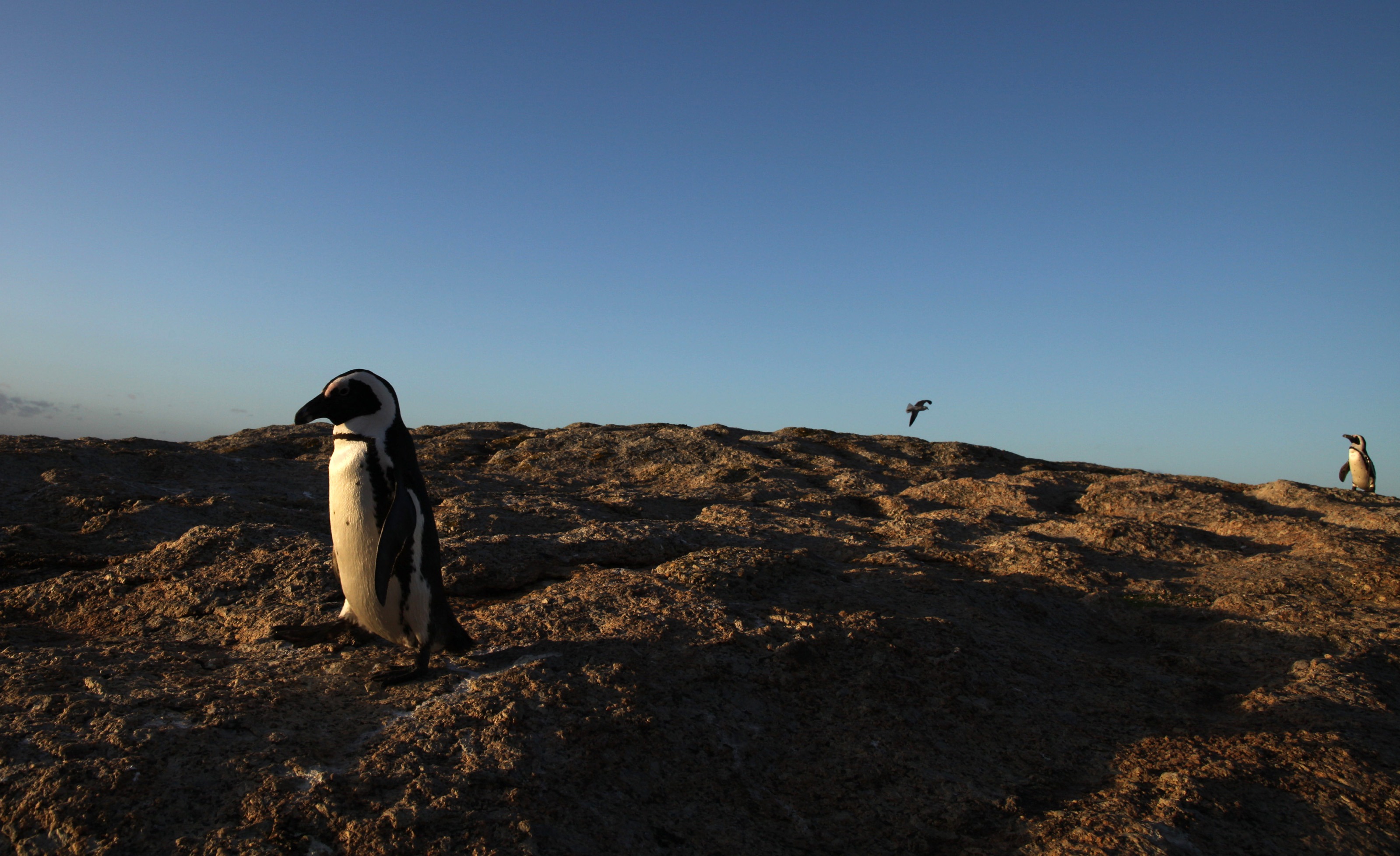 GIBRALTAR - APRIL 04: A bunkering oil tanker stands together with another ship floating on the coast near Gibraltar port on April 4, 2017 in Gibraltar, Gibraltar. Tensions have risen over Brexit negotiations for the Rock of Gibraltar. The European Council has said Gibraltar would be included in a trade deal between London and Brussels only with the agreement of Spain. While former Conservative leader Michael Howard claimed that Theresa May would be prepared to go to war to protect the territory. (Photo by Pablo Blazquez Dominguez/Getty Images)