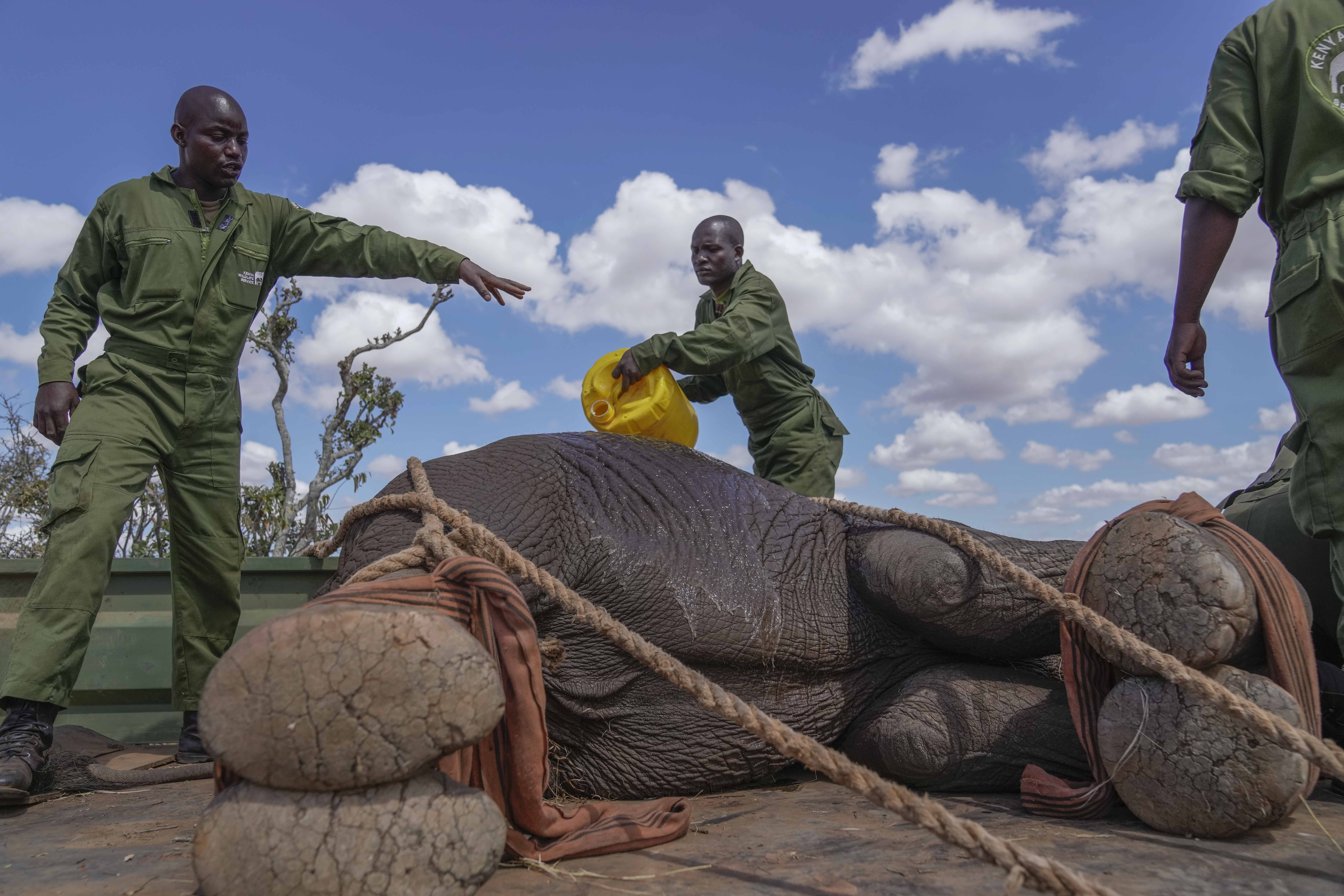 Kenya Wildlife Service rangers and capture team cool down a sedated elephant at Mwea National Park, east of the capital Nairobi, Kenya Monday, Oct. 14