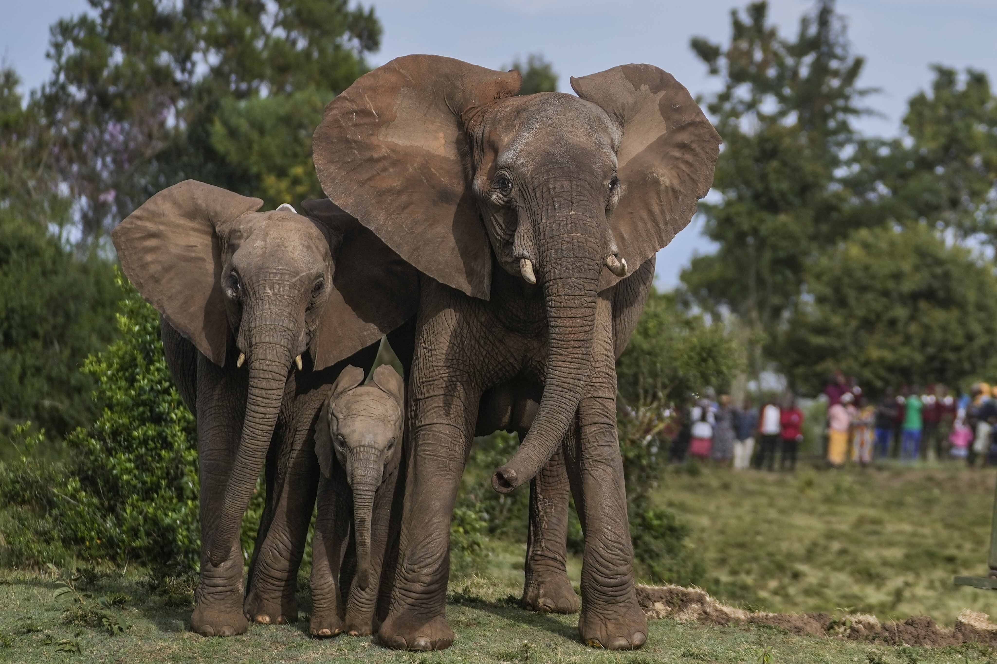 Members of the public watch as Kenya Wildlife Service rangers and capture team release five elephants at Aberdare National Park, located in central Kenya, Monday, Oct. 14