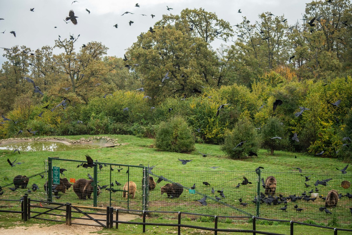 Romania sanctuary seeks to save bears as hunting resumes