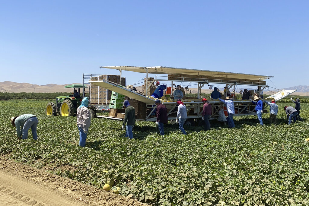Farmworkers in the field