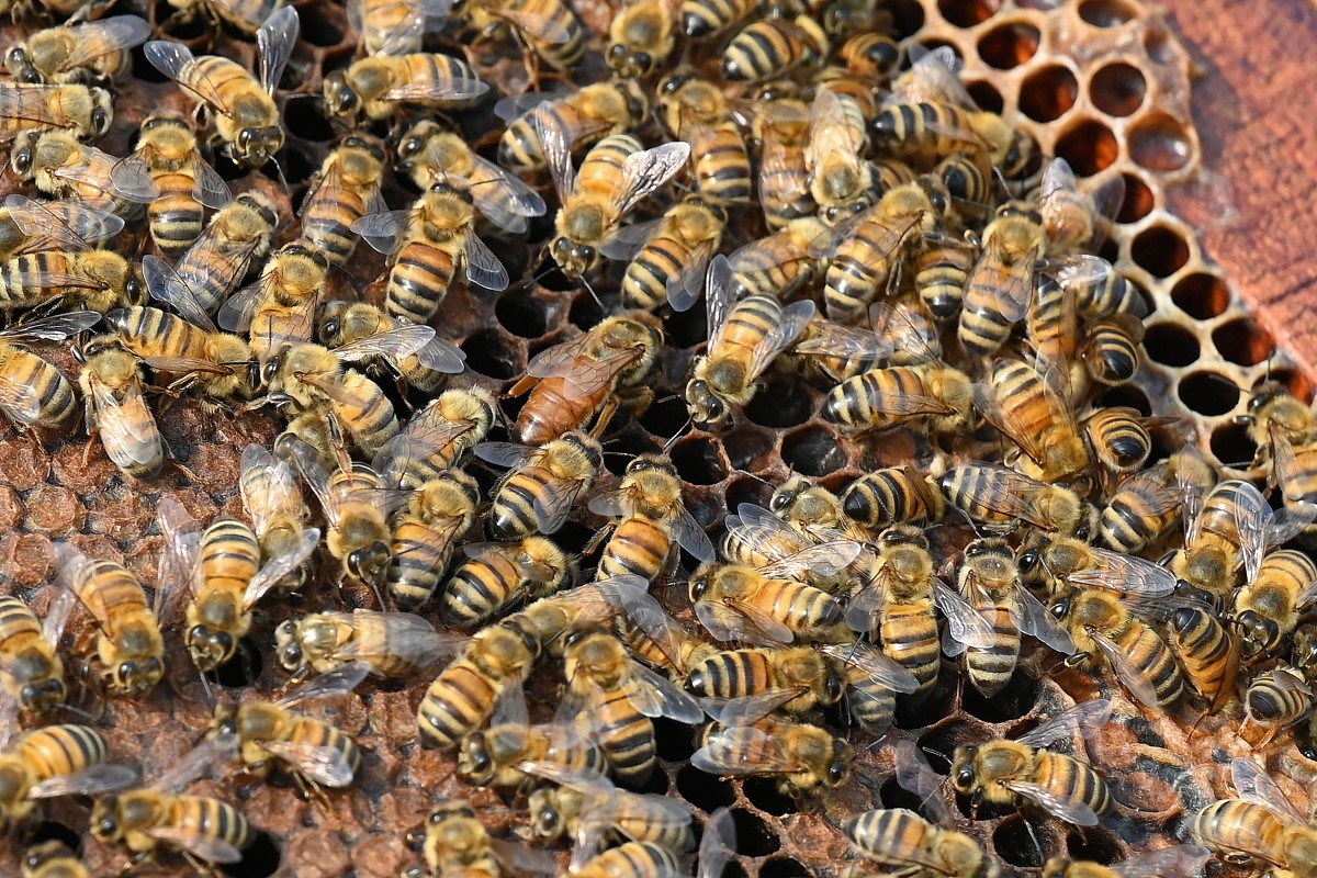 Pakistan beekeepers widen pursuit of flowers