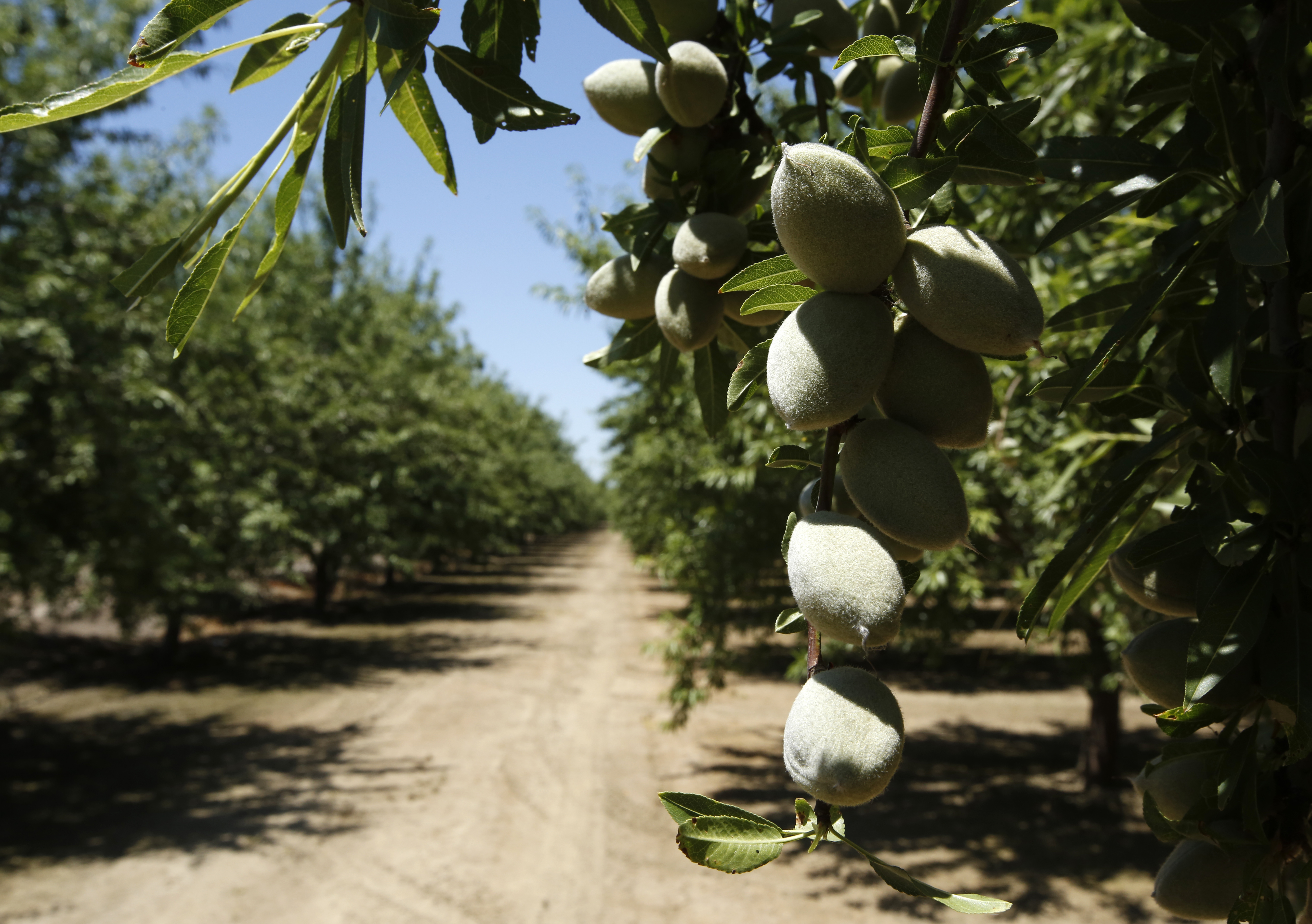 In this Friday June 21, 2019 photo, almonds hang on the branches of an almond tree in an orchard in Modesto, Calif. India has imposed tariffs on almonds and over two dozen other products including apples and walnuts as retaliation for the Trump administration revoking India's preferential trade privileges. The tariffs took effect Sunday, June 16.( AP Photo/Rich Pedroncelli)