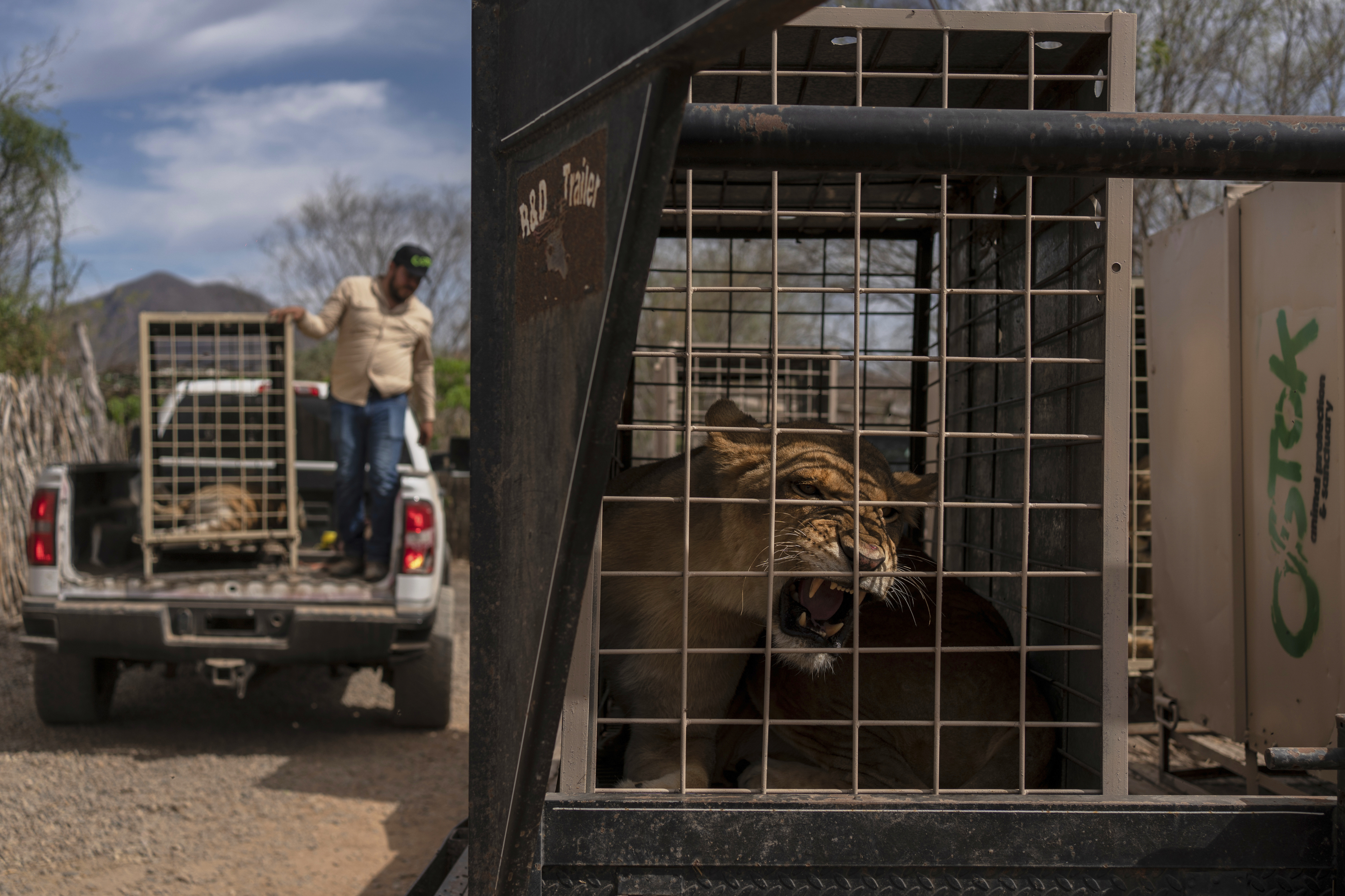 Mexico Violence Animals Refuge