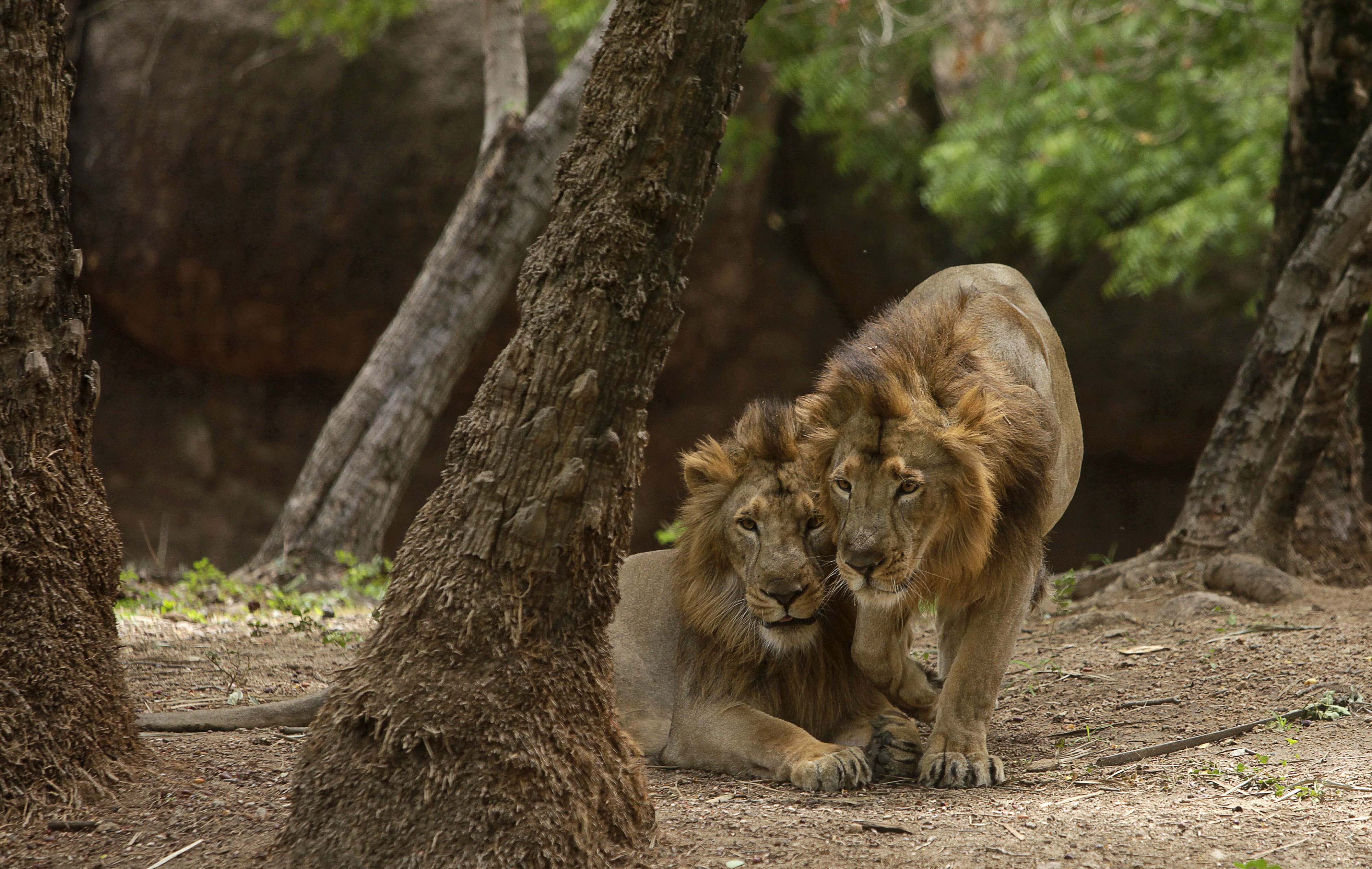 Lions Ram and Laxman play in an enclosure at the Nehru Zoological park in Hyderabad, India, Wednesday, June 15, 2011. (AP Photo/Mahesh Kumar A.)