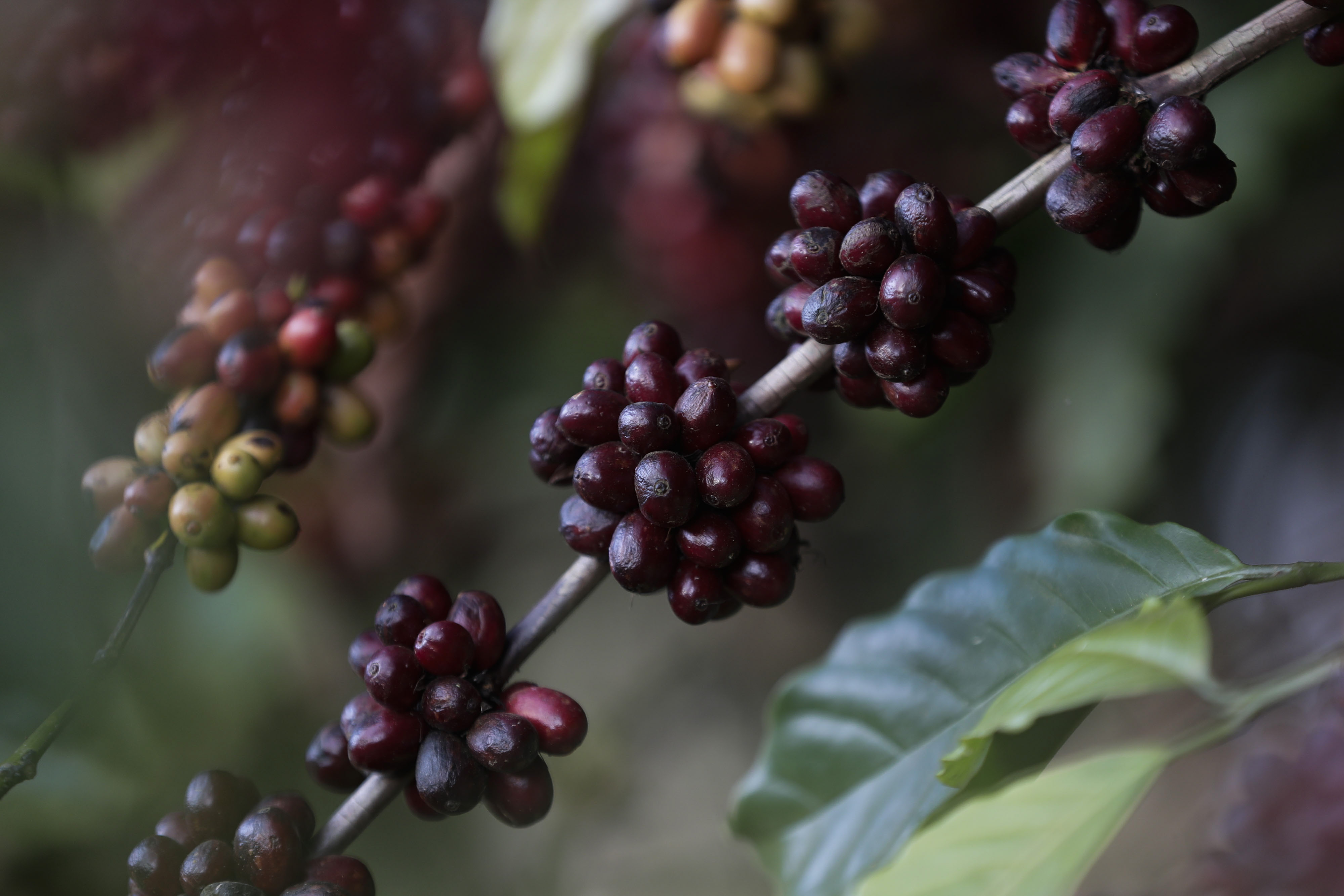 Coffee beans sit ready to be harvested on a coffee farm