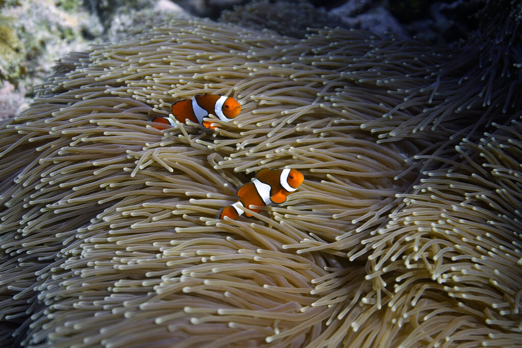 two orange fish swim in an ocean