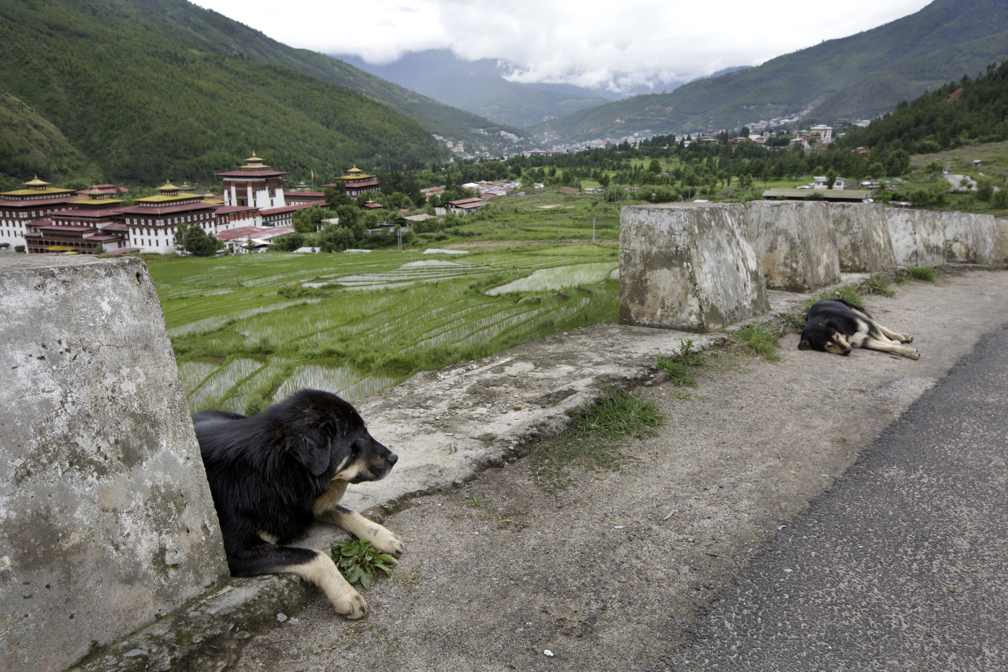 IMAGE DISTRIBUTED FOR HUMANE SOCIETY INTERNATIONAL - In this image released on Tuesday, July 28, 2015, Humane Society International officially handed over a dog population management program to the Government of Bhutan during a closing ceremony held on July 10, 2015 in Thimphu, Bhutan. Since 2009, HSIs program successfully captured, vaccinated, sterilized and released more than 64,000 street dogs throughout the country. Shown here are stray dogs along a road in Thimpu. (Kuni Takahashi/AP Images for Humane Society International)
