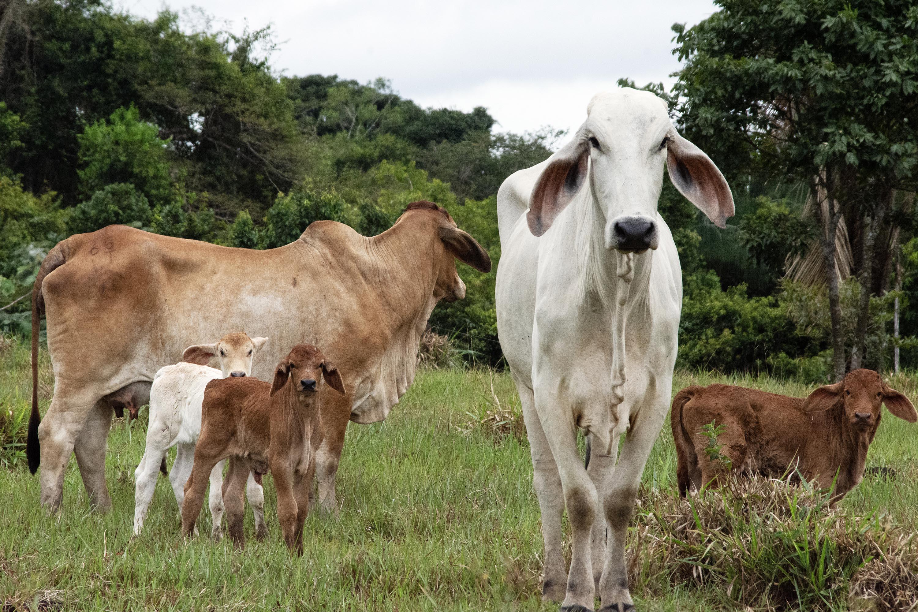 Cattle on a grassy pasture cleared in the Amazon.