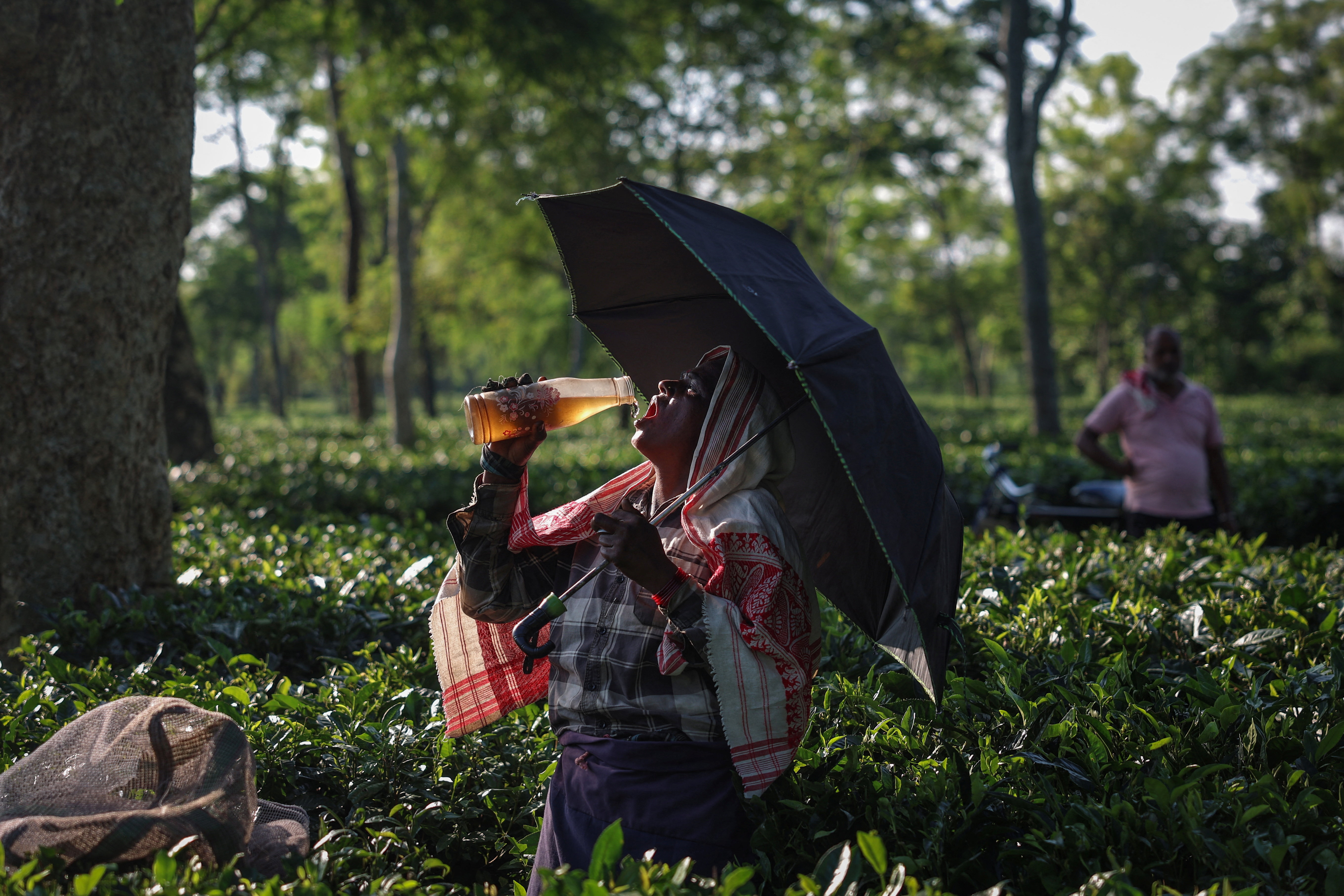Drier weather threatens India's tea exports, global supply