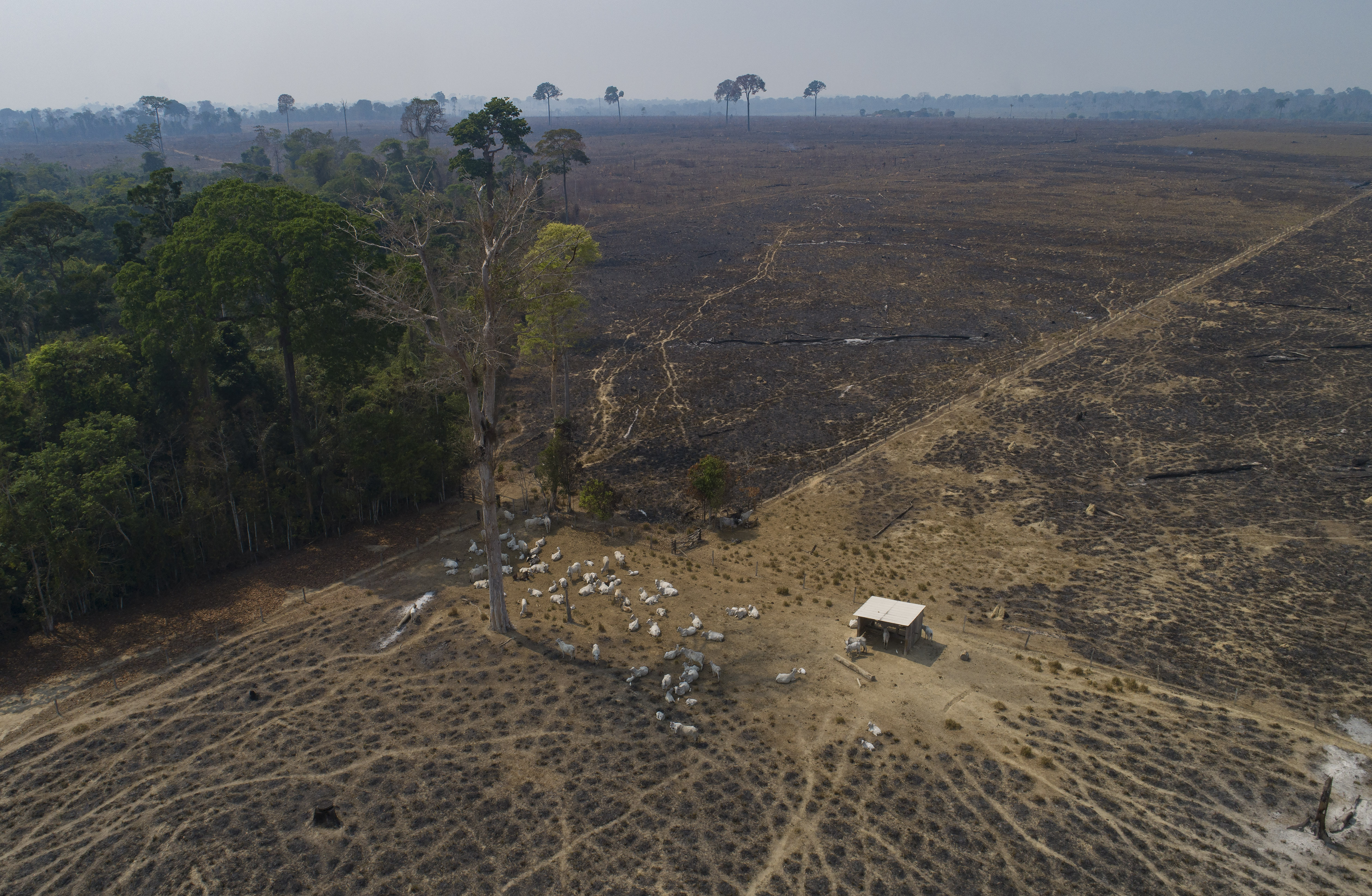 A hut surrounded by cattle sits in a cleared-out stretch of the Amazon, drawing a stark contrast with the forest next to it