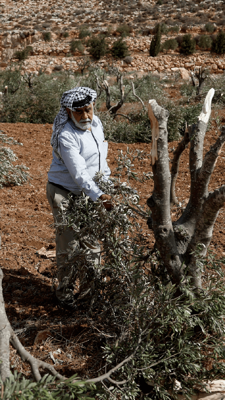 INTERACTIVE - Palestine olive vertical 6-1761756534