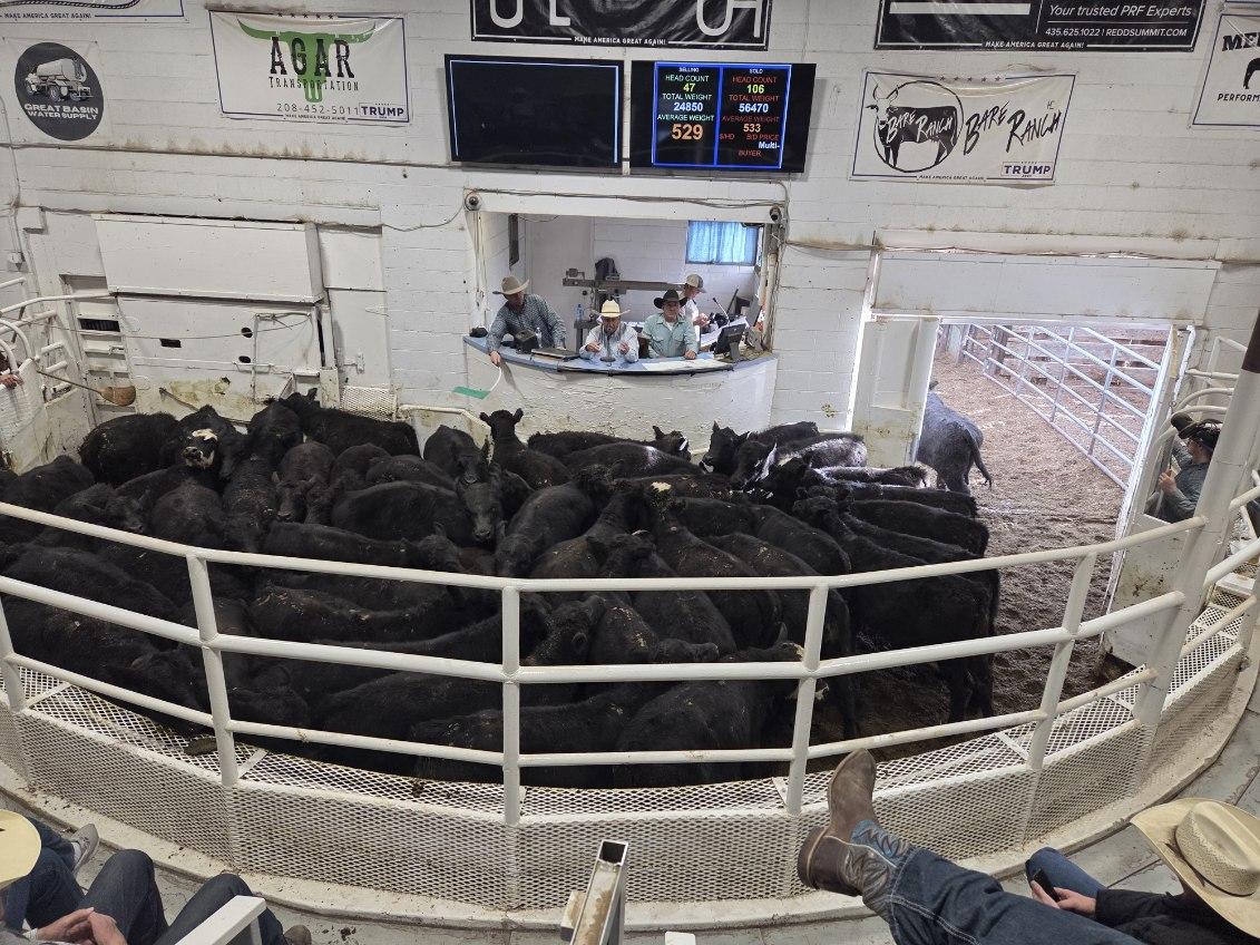 Nevada Livestock Marketing in Fallon, NV, October 2025
