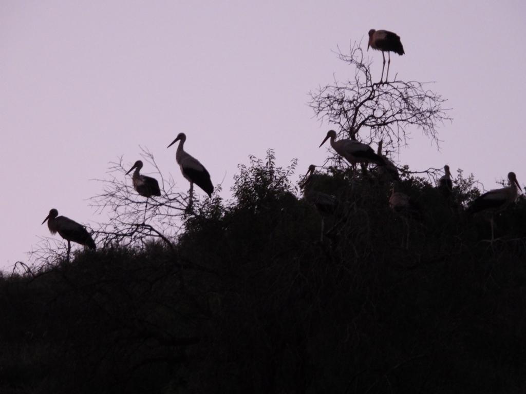 White storks
