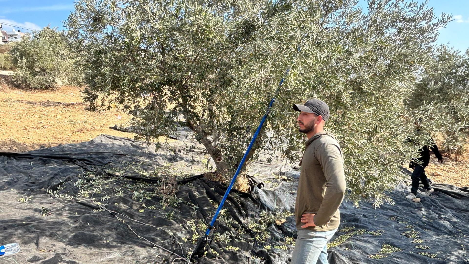 INTERACTIVE - Desktop Yousef Castro at olive harvest-1764685583