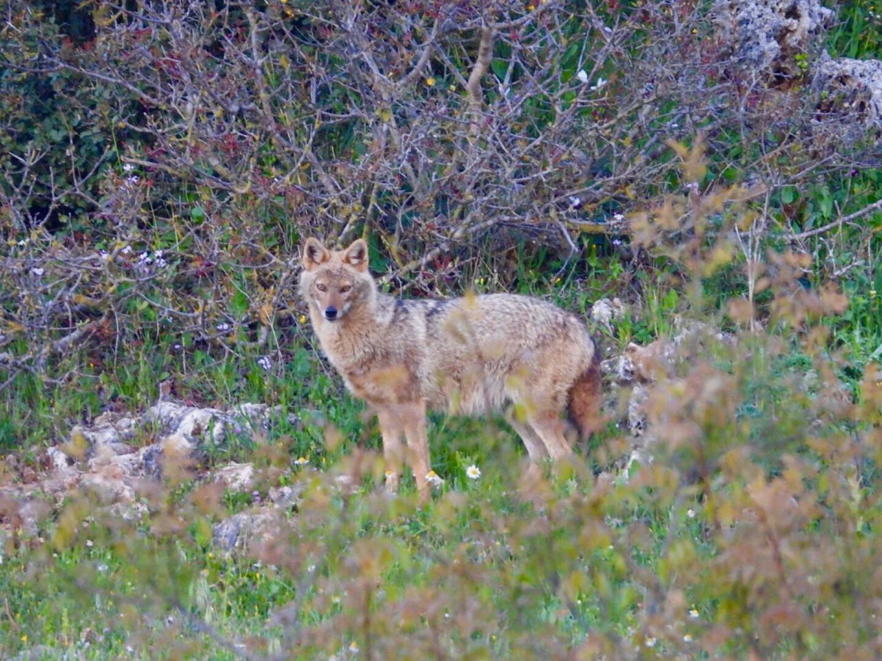 Golden Jackal