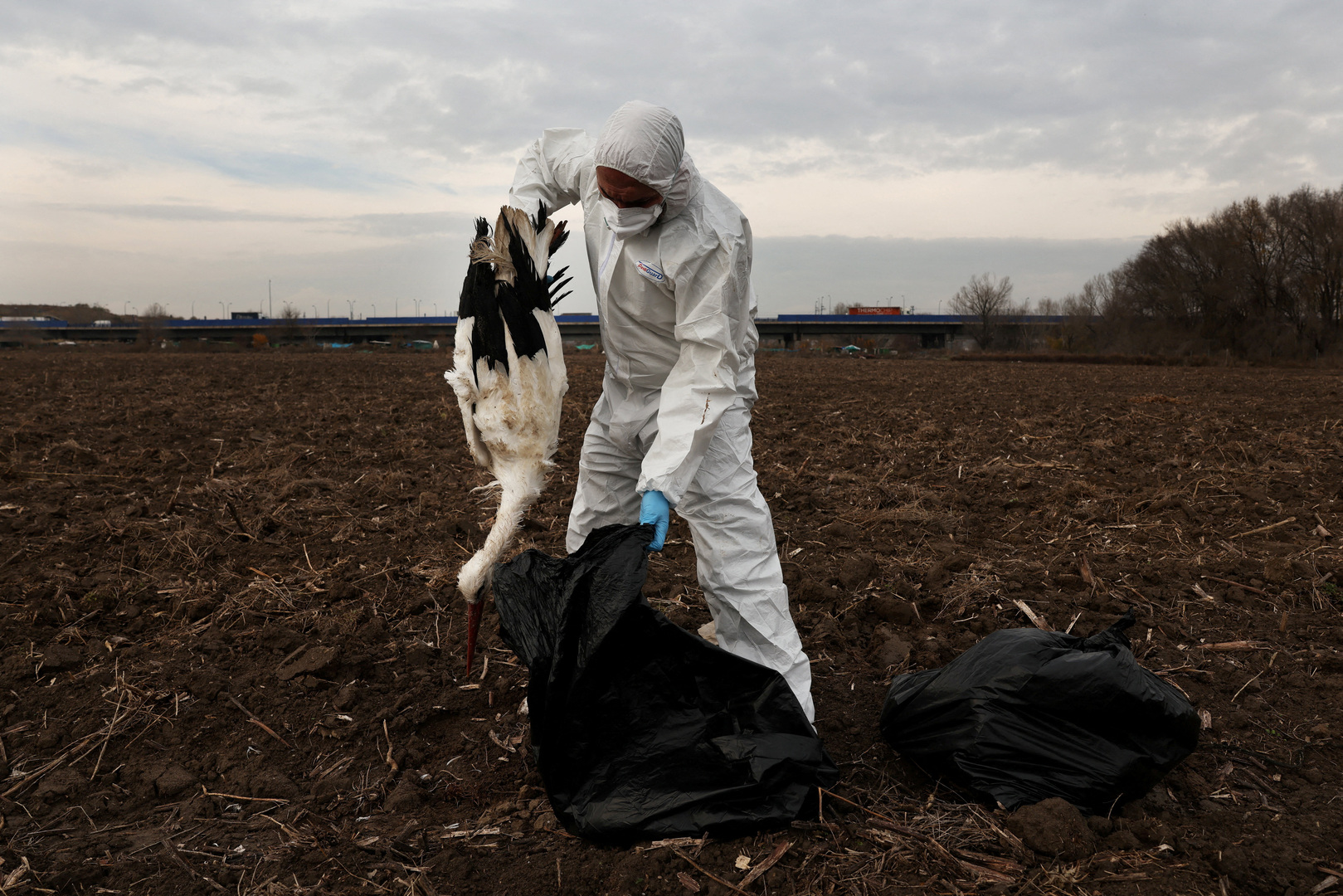 A forestry agent puts a dead stork inside a trash bag found in a field next to the Manzanares river in Perales del Rio, near Madrid, Spain on Dec. 12, 2025. Forestry agents have collected hundreds of dead storks along wetlands in southeastern Madrid, as authorities have confirmed four outbreaks of bird flu in wild birds in the region. [Susana Vera/Reuters]