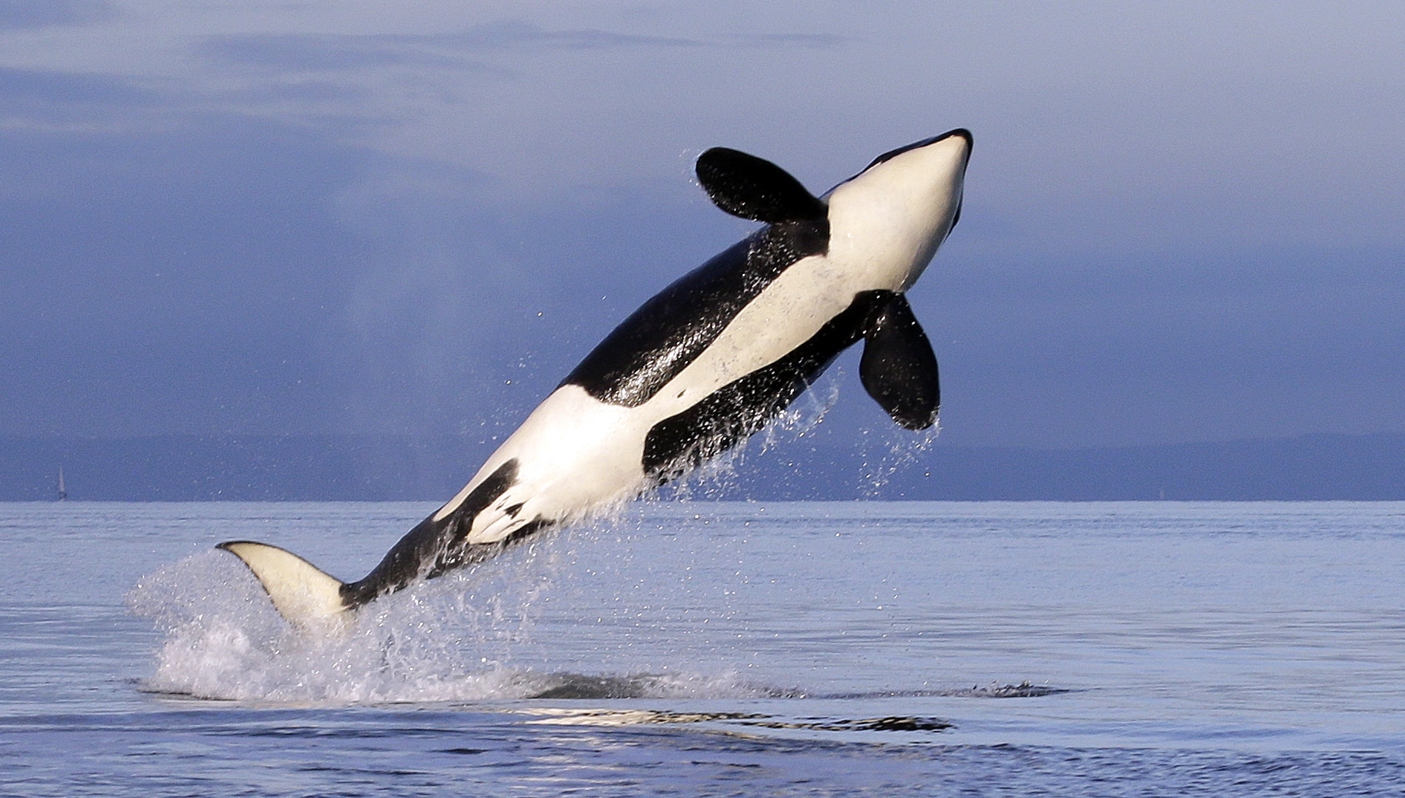 An orca whale jumps out of the water.