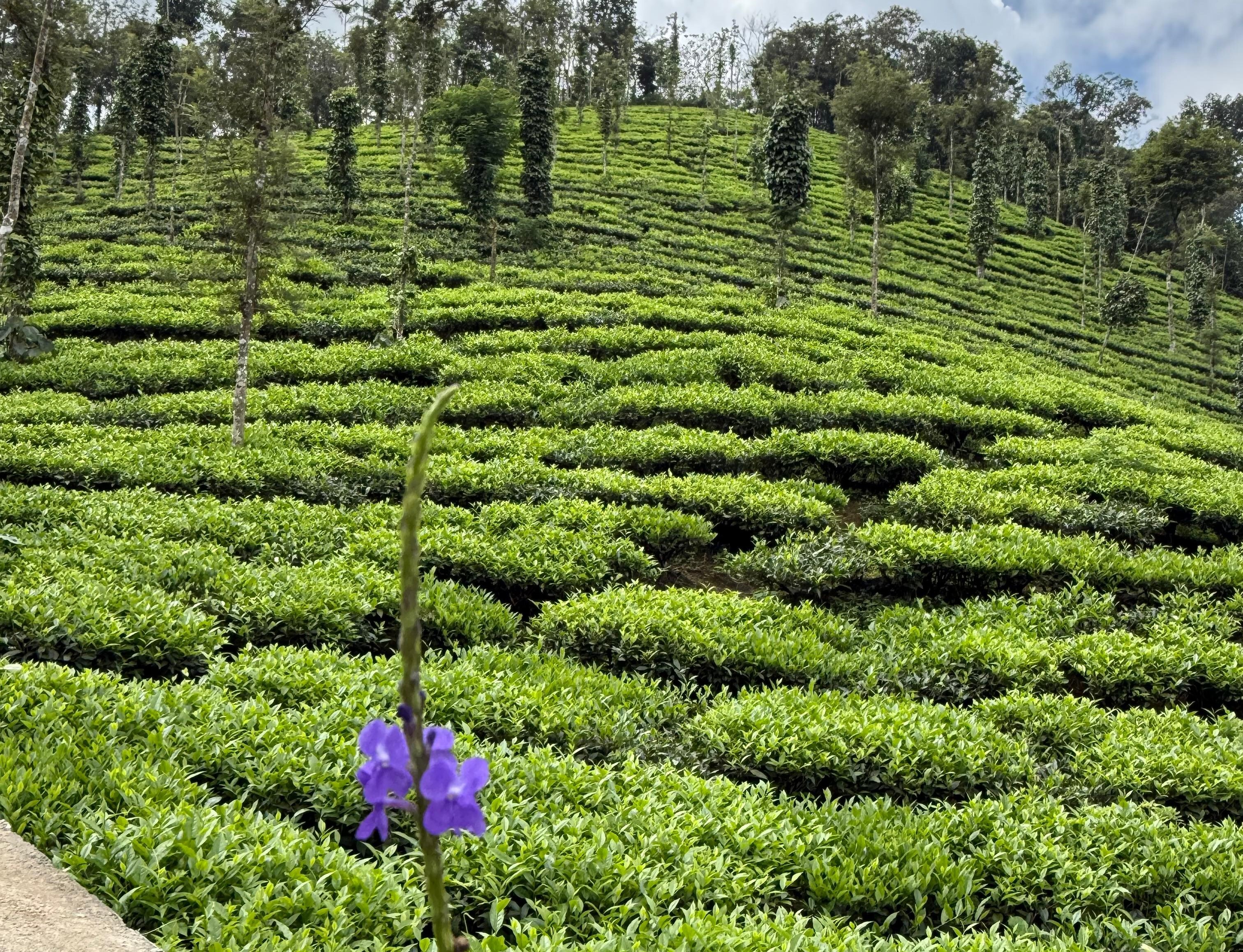 A tea garden in Wayanad, Kerala, India-1771255968