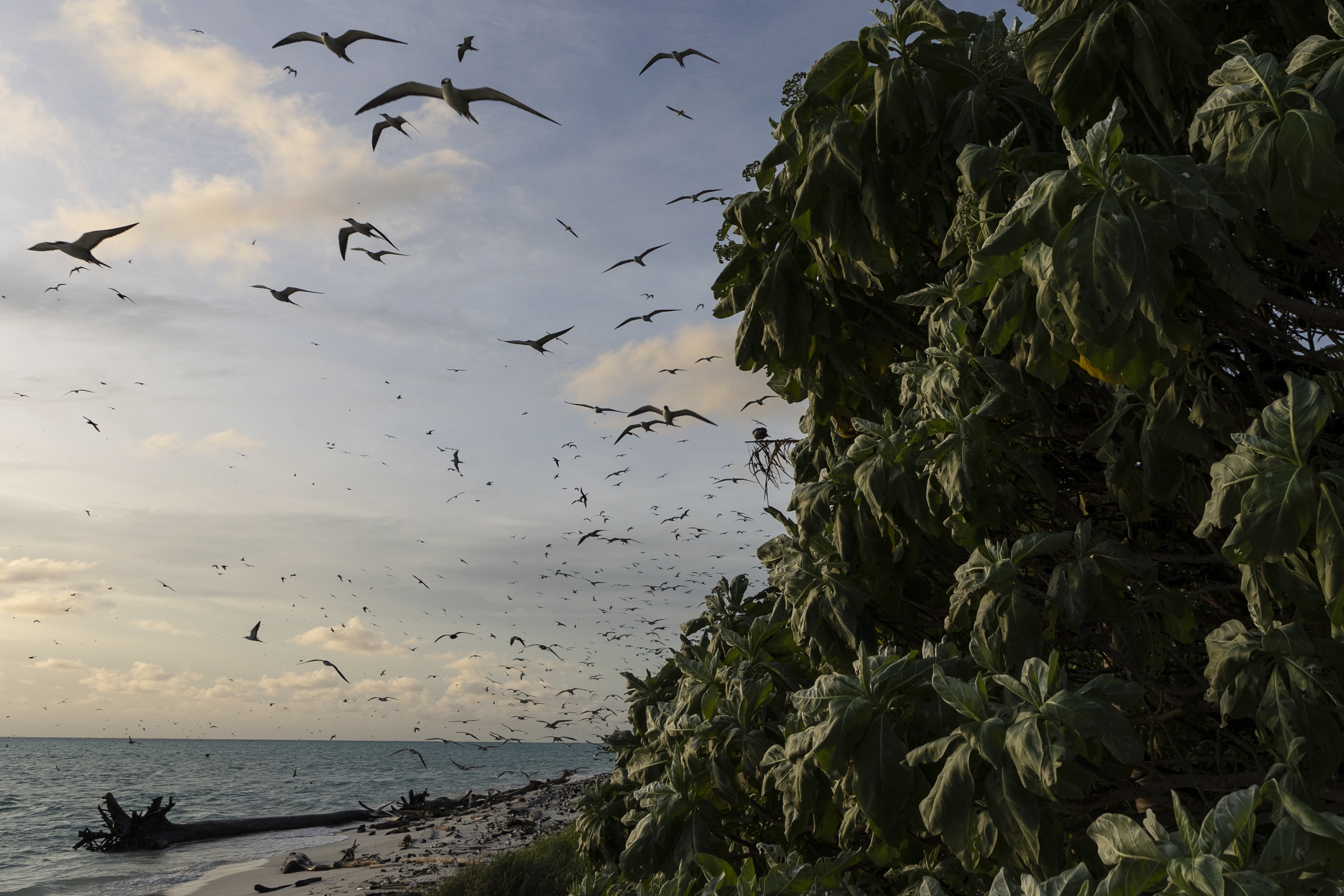 Terns flying over Palau's beaches