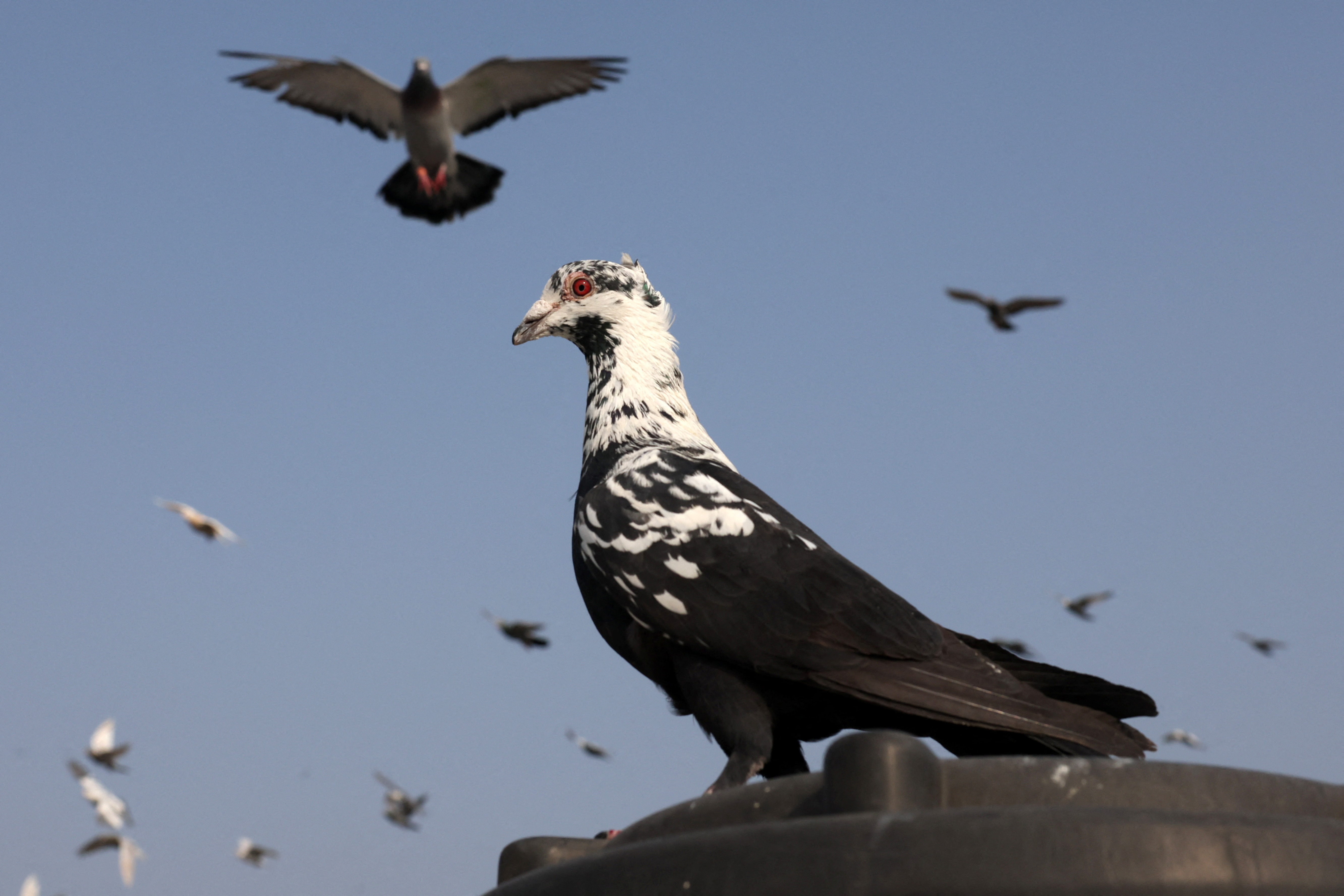 Mughal-era pigeon training survives in heart of India's capital
