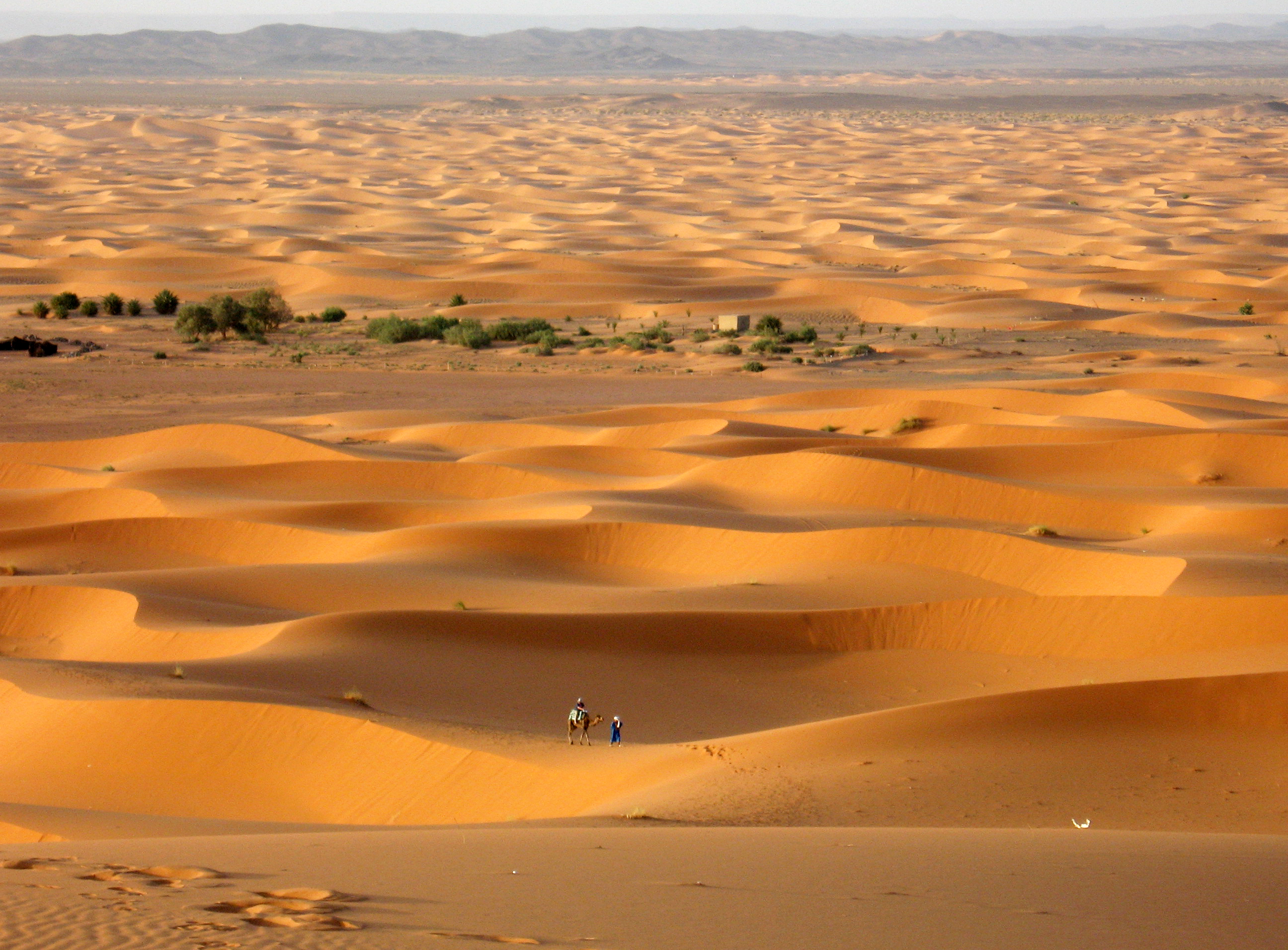 camel being led across the sand dunes