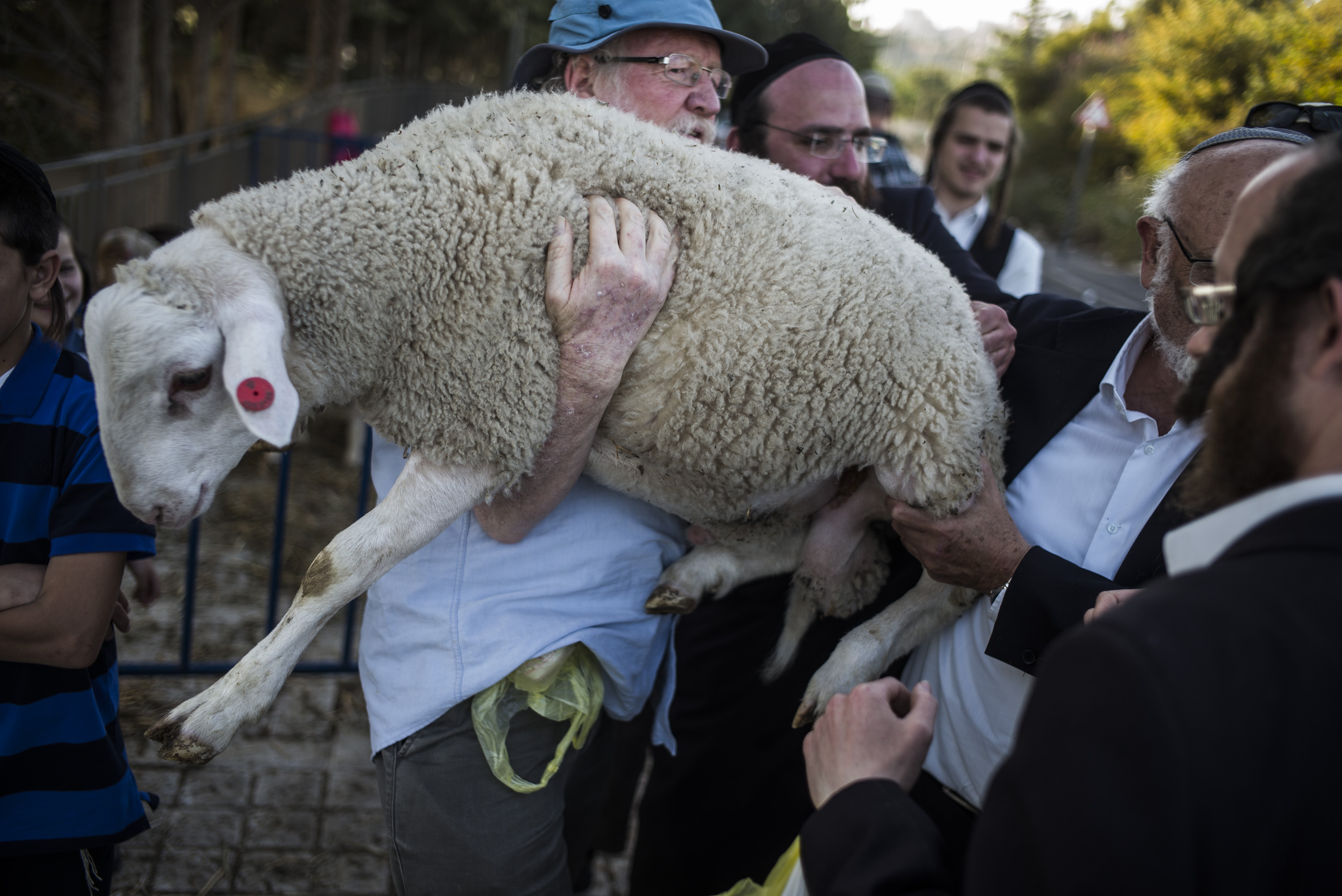 A sheep is being prepared for the sacrifice ceremony on April 18, 2016 in Jerusalem