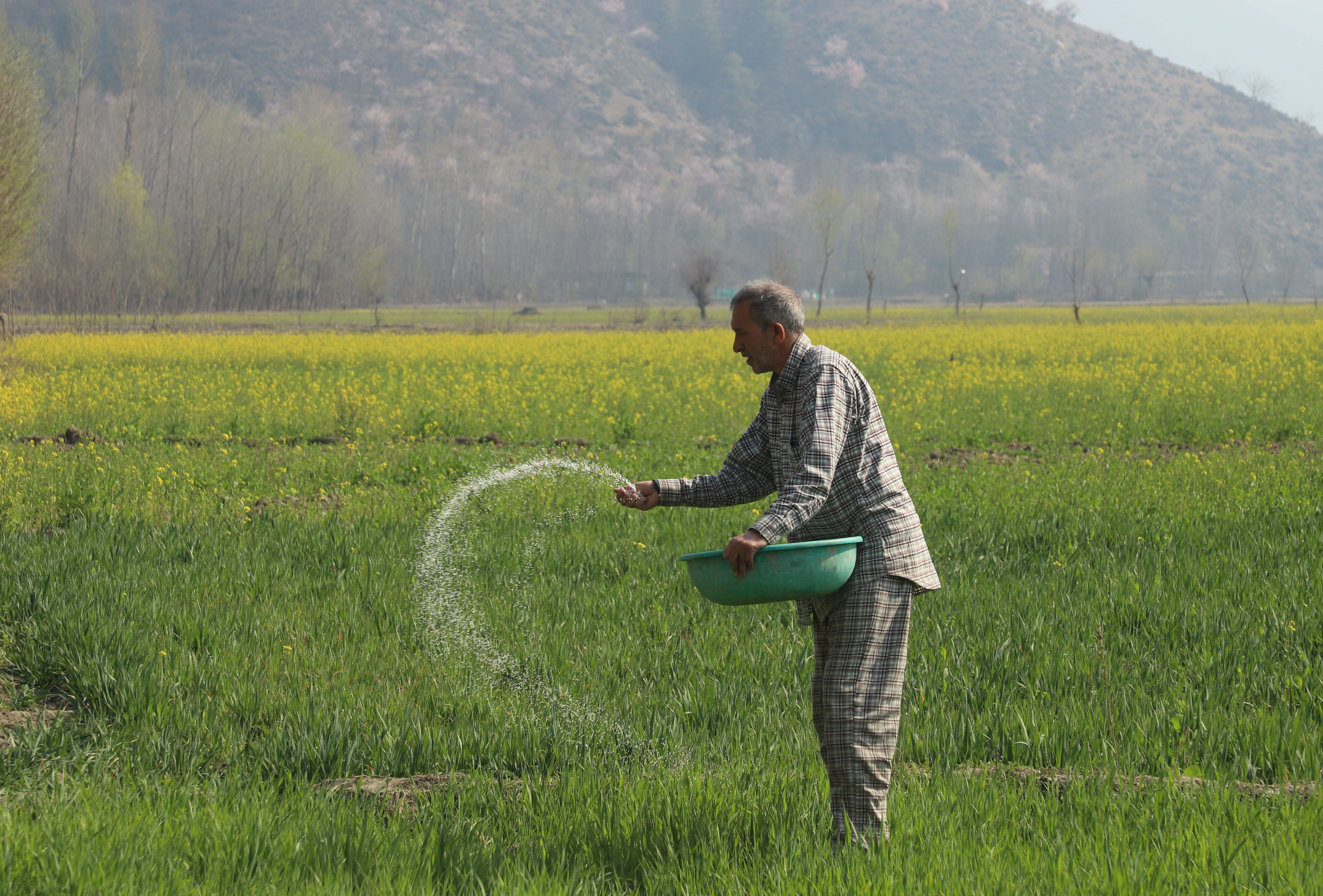 A man spreads fertiliser across a lush green field under clear skies.