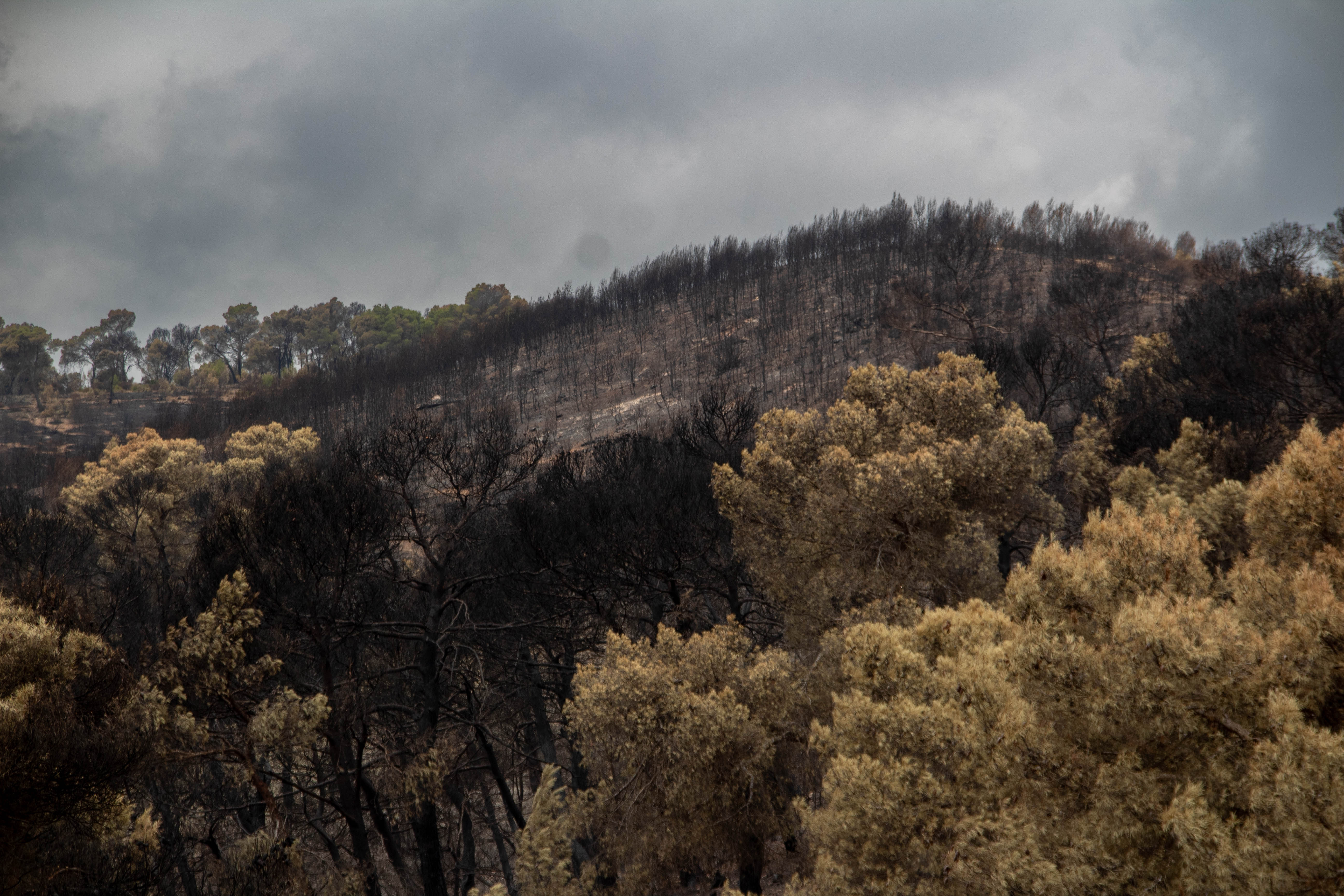 Hills blackened by wildfires in the village of El Gol, Sakiet Sidi Youssef in Kef governorate Tunisa