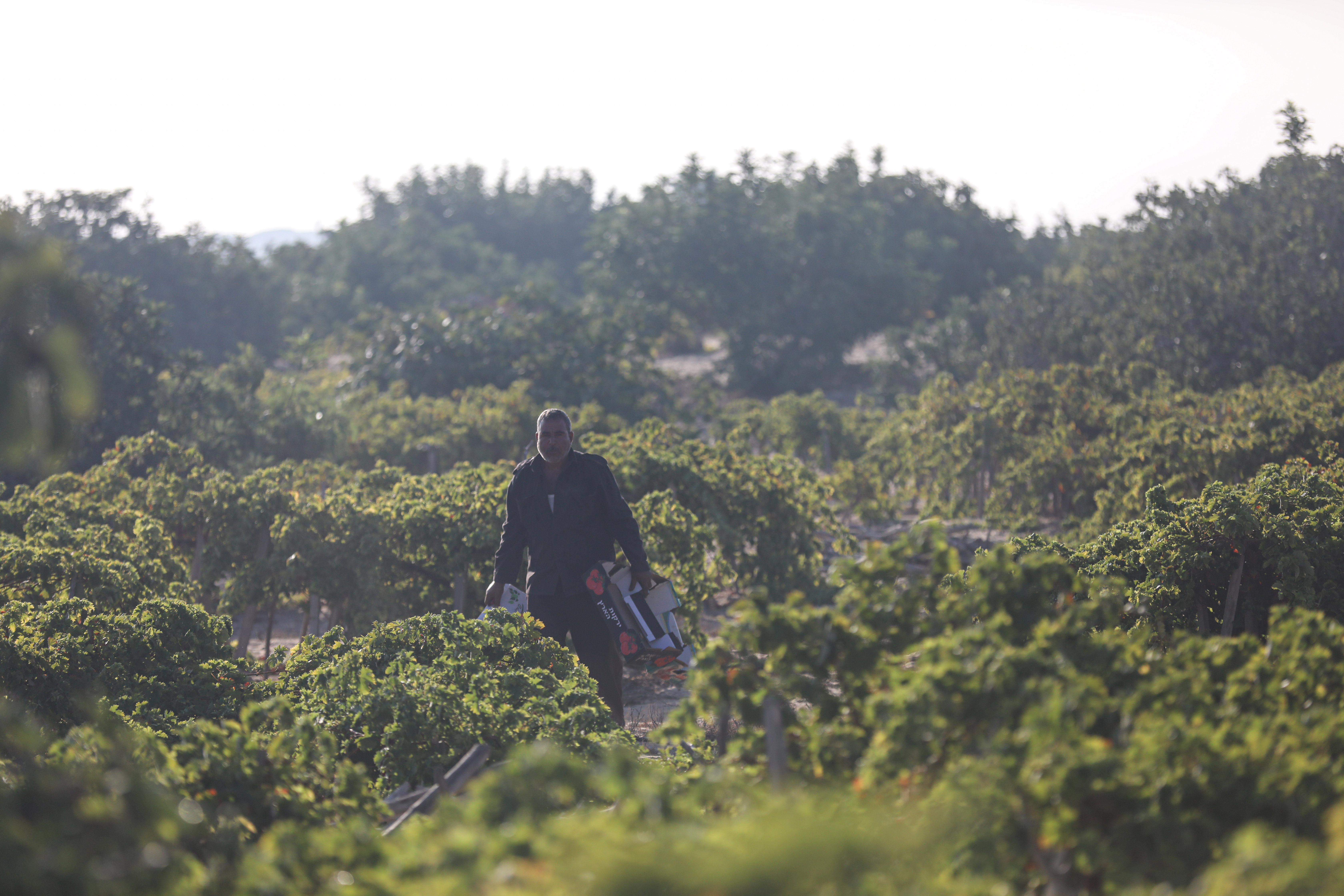 Grape farmers return to their fields in Sheikh Ijlin, in southwestern Gaza City, replanting vines and restoring vineyards damaged during the war