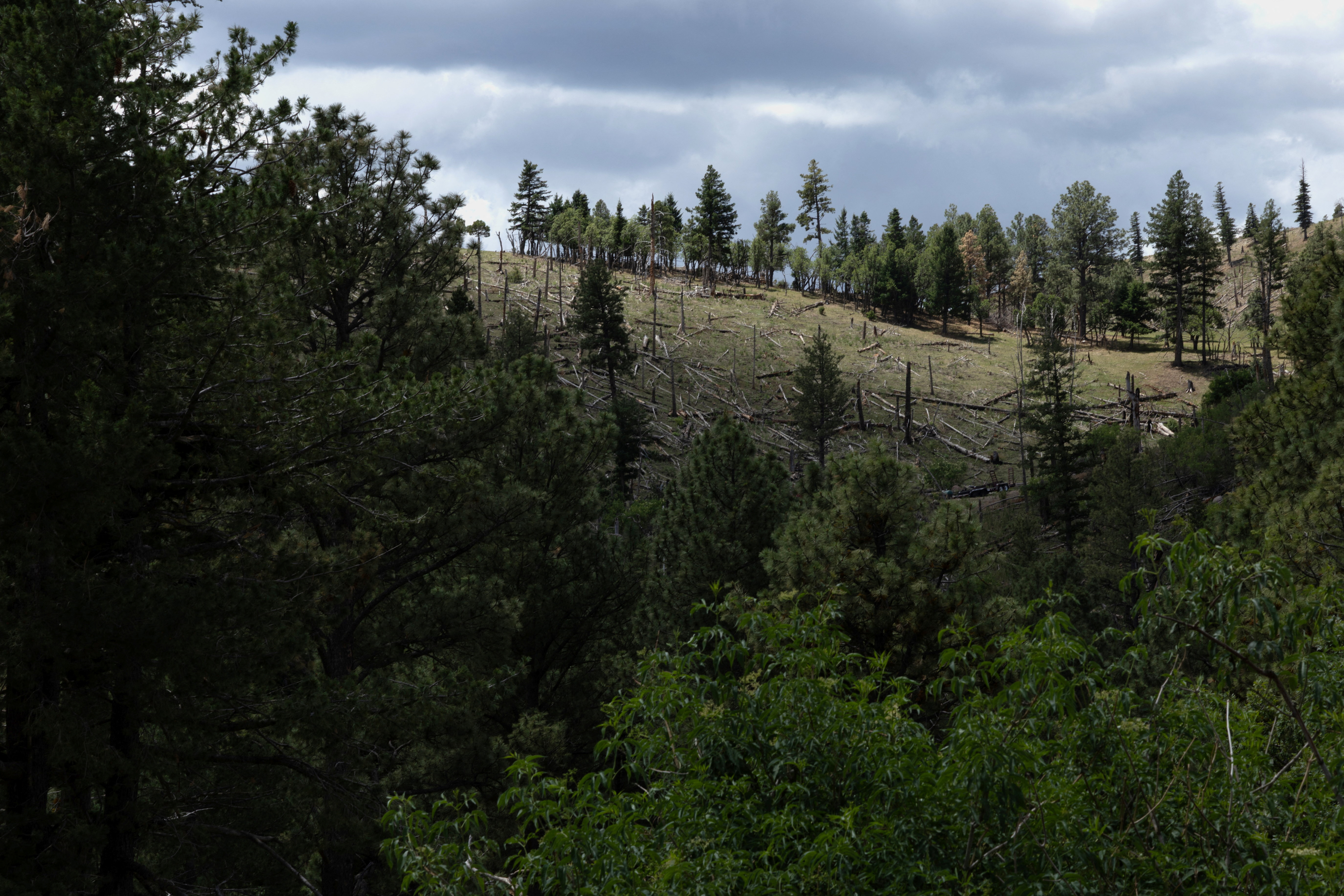 Downed trees are seen in the Lincoln National Forest after last year's South Fork Fire in Alto, New Mexico, U.S. June 26, 2025. REUTERS/Kaylee Greenlee
