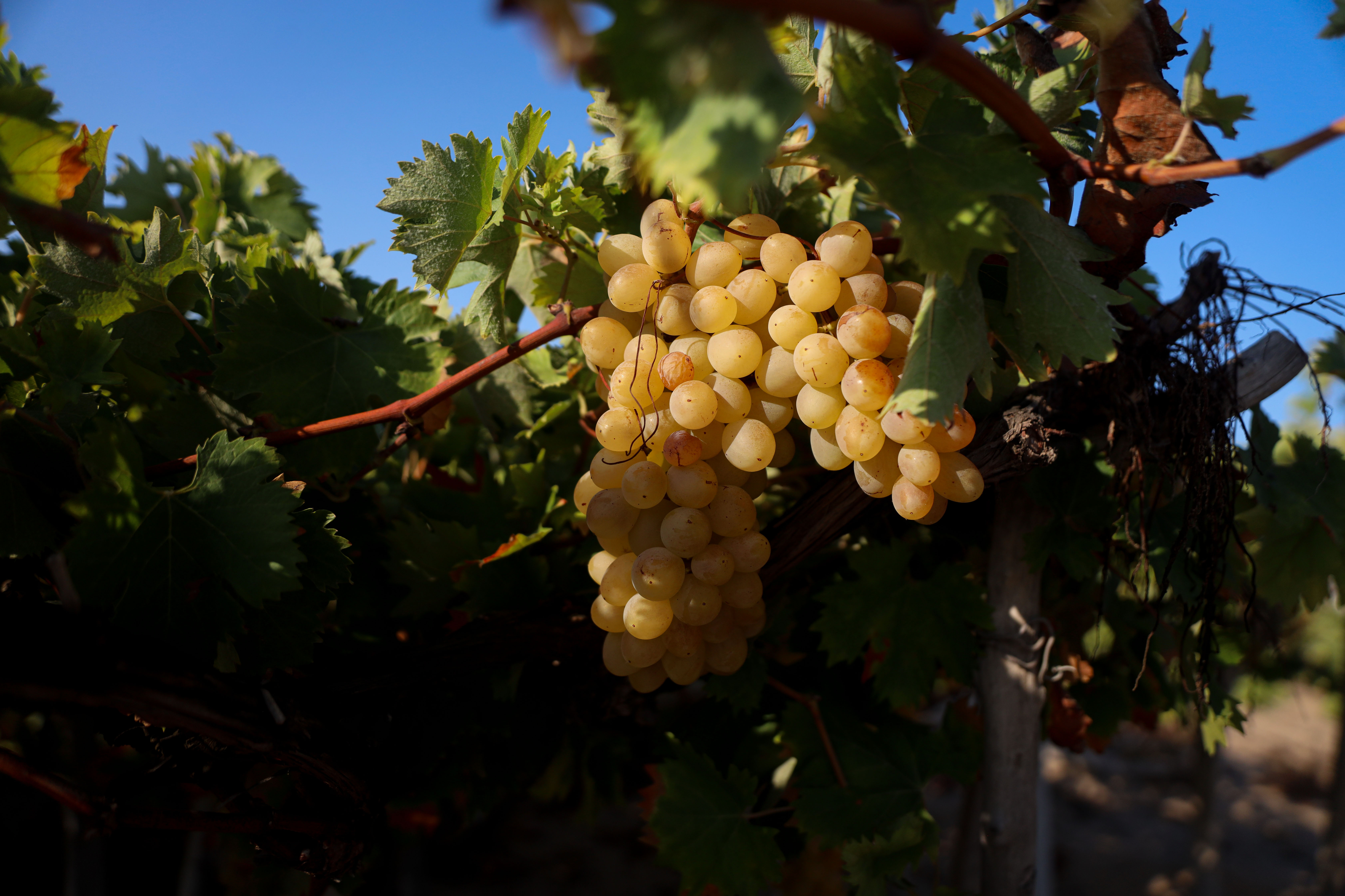 Grapes grow again after major efforts and challenges in securing pesticides and farming tools