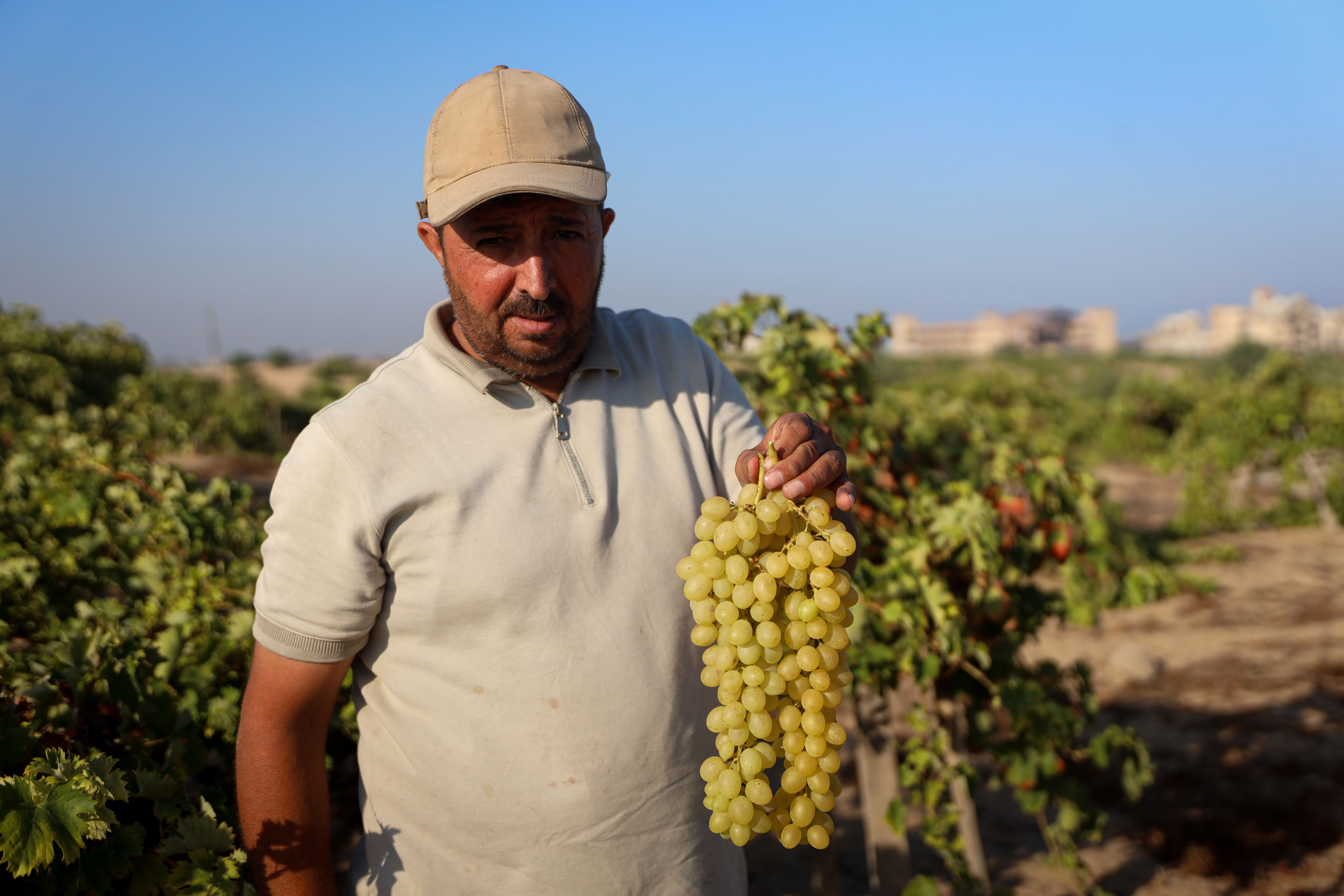Khaled Abu Madeen picks grapes from his vineyard in Sheikh Ajleen, south of Gaza City, as he harvests his first crop after two years of war [Abdelhakim Abu Riash/Al Jazeera]