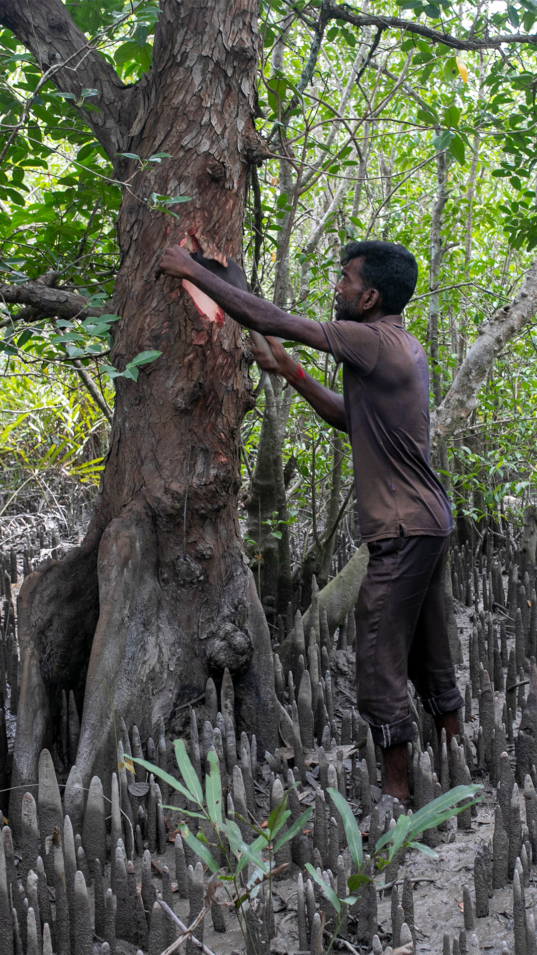 As rising seas push salt into the world's largest mangrove, traditional medicinal plants are being lost