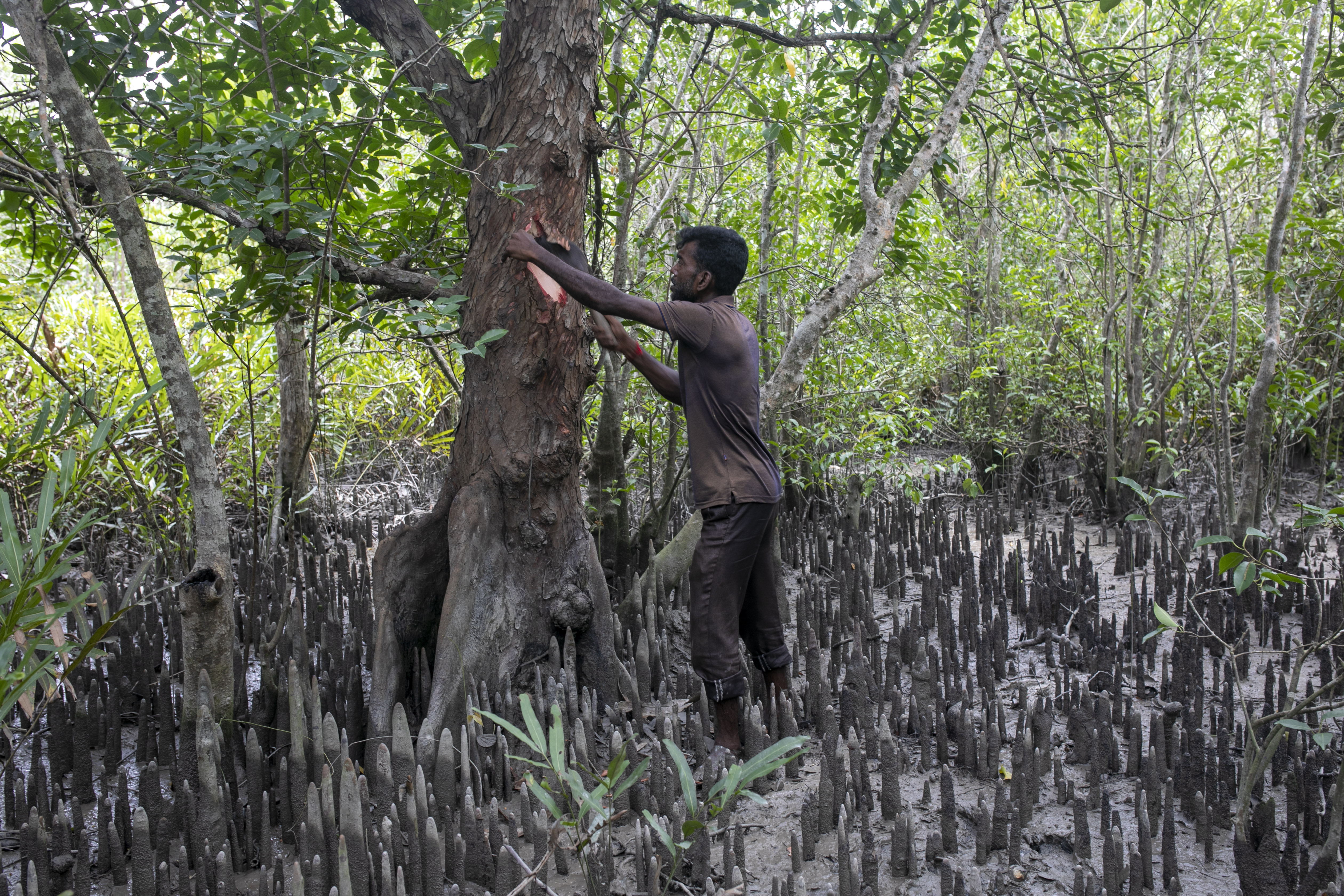 Traditional healer Suranjan Raptan cuts bark from a tree in the muddy Sundarbans, where the medicinal plants he relies on are becoming harder to find