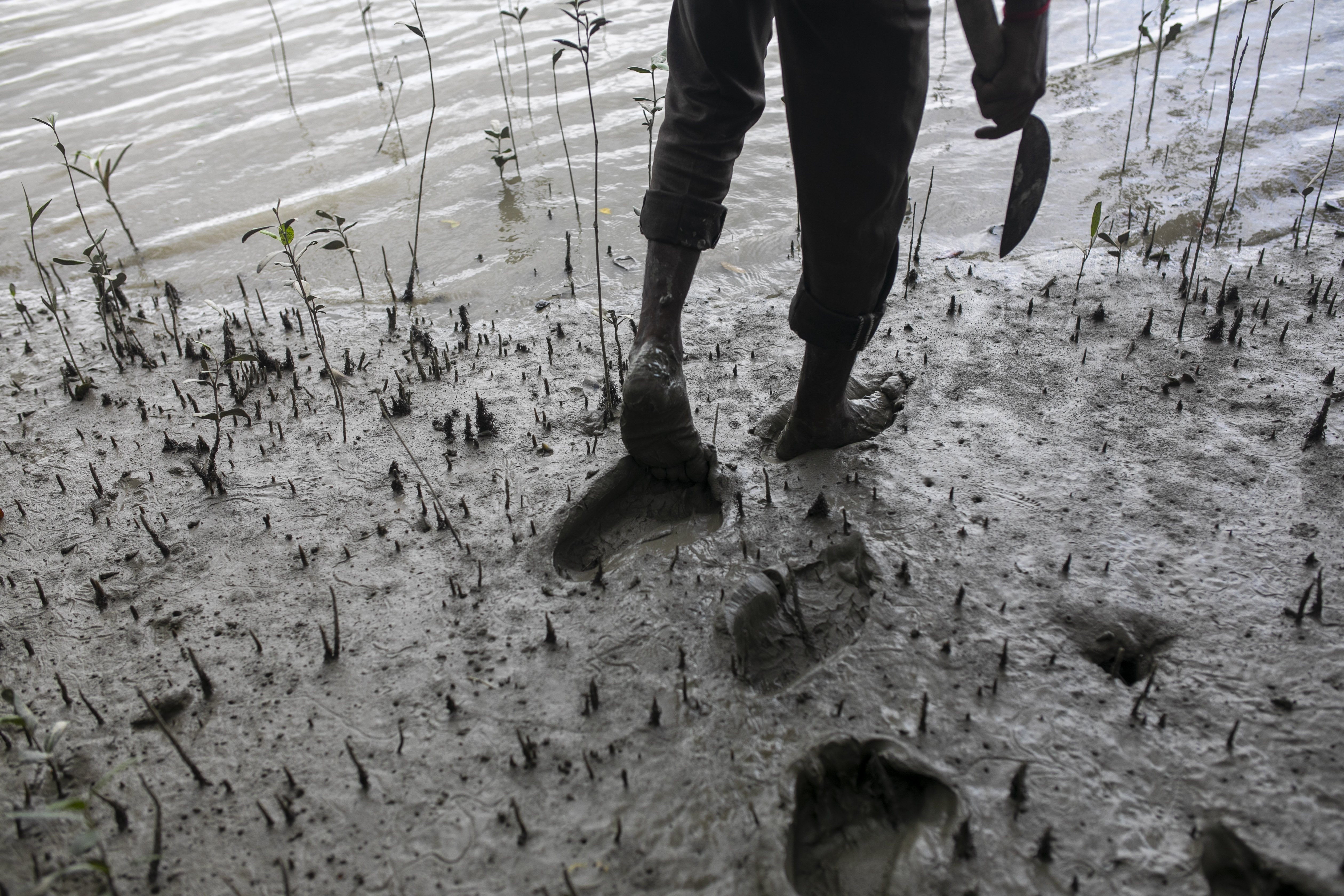 Suranjan Raptan’s footprints mark the mud as he searches the mangroves for medicinal plants.