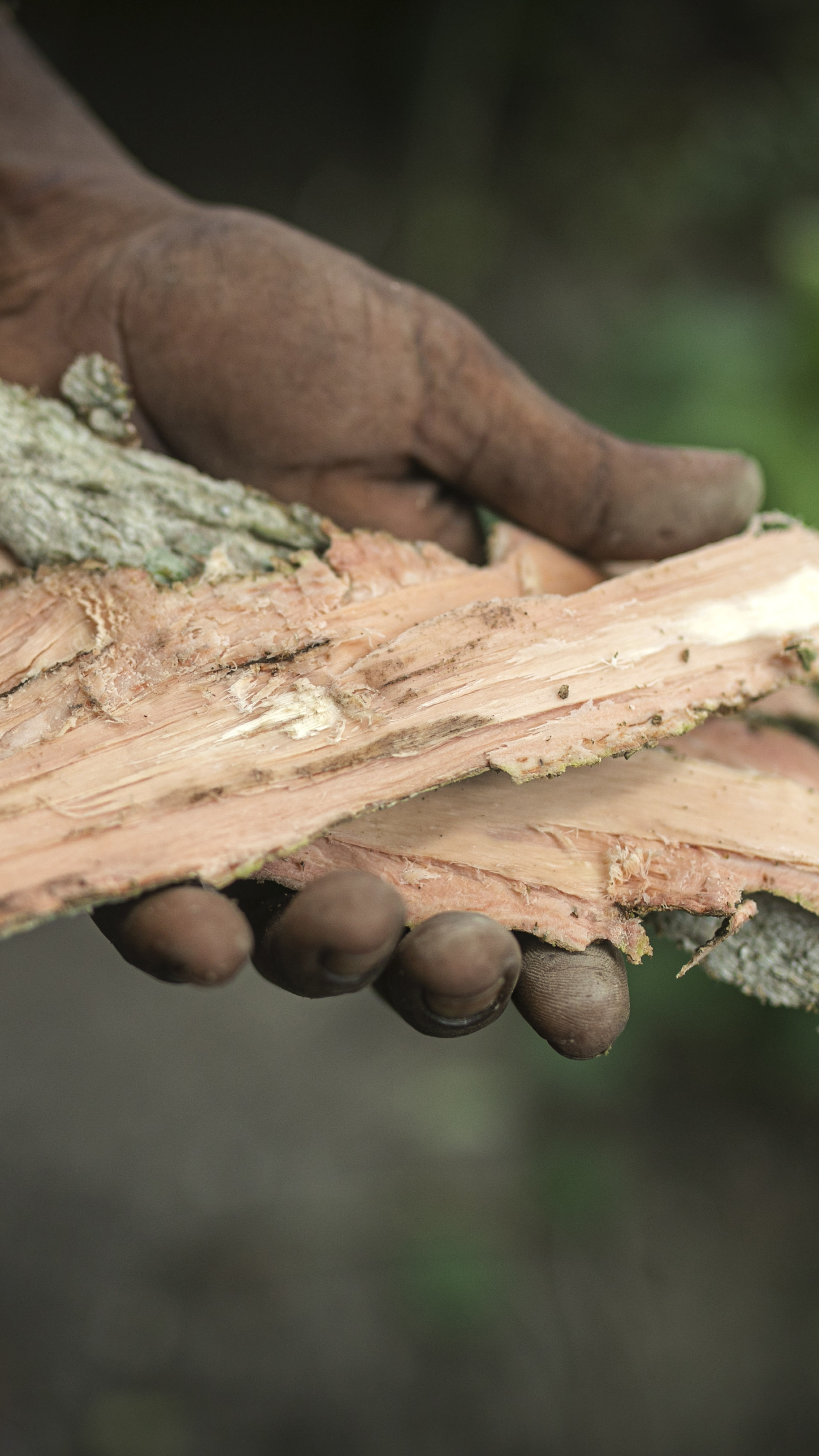 Bark from Moha Somudro (Croton persimilis), which kabiraj use in traditional remedies for pain, sprains and swelling