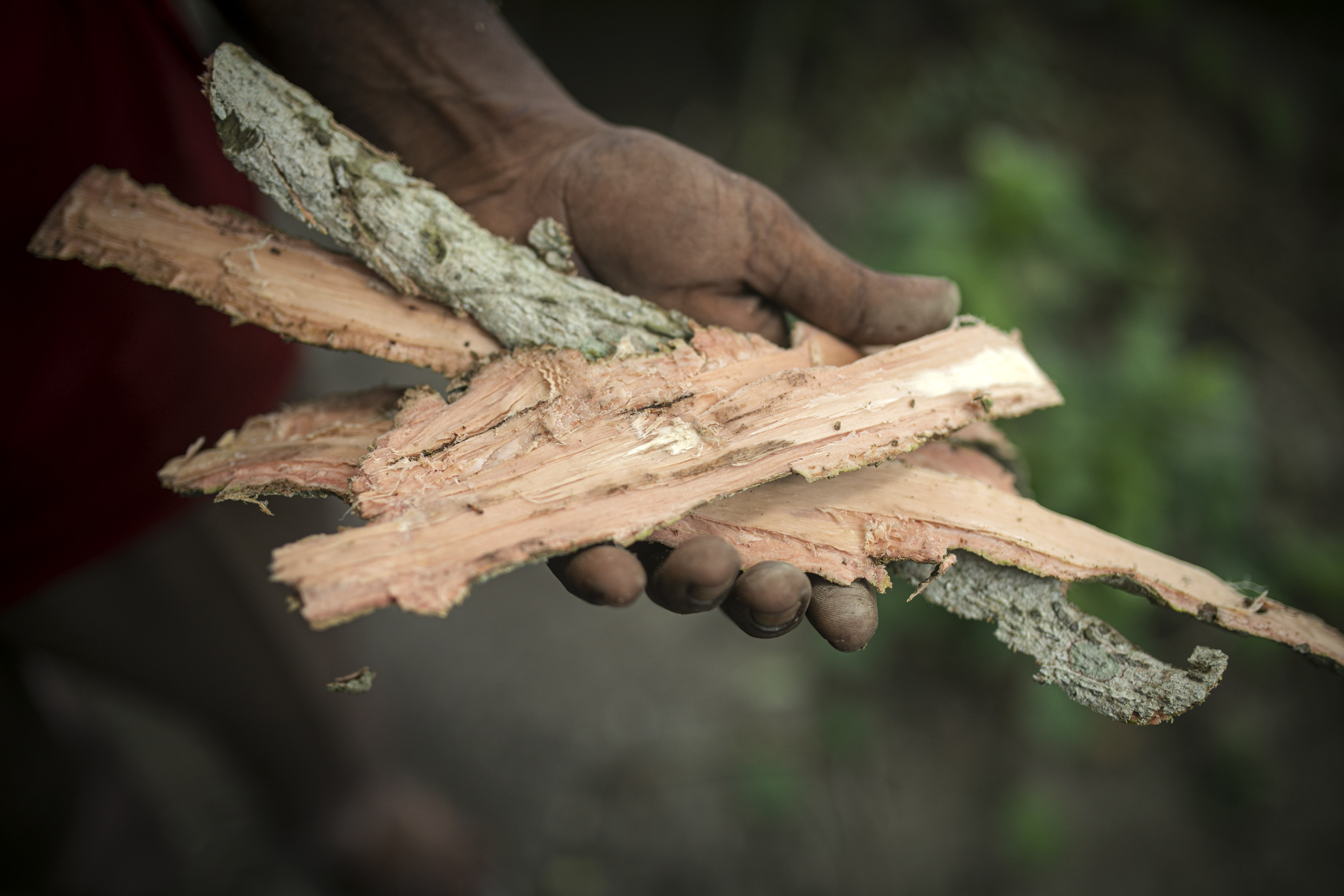 Bark from Moha Somudro (Croton persimilis), which kabiraj use in traditional remedies for pain, sprains and swelling