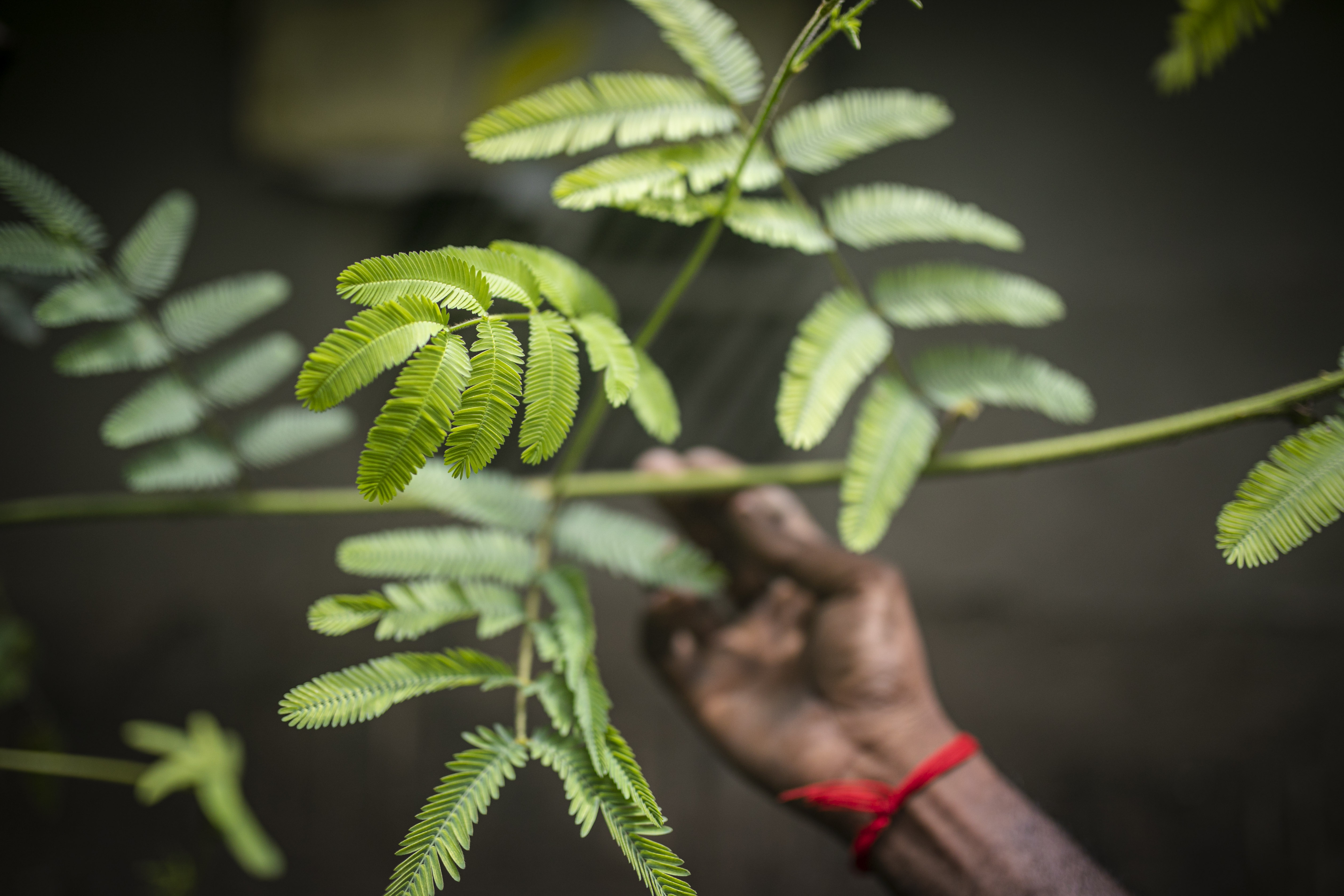Leaves of the sensitive plant (Mimosa pudica), one of the plants used in traditional medicine in the region