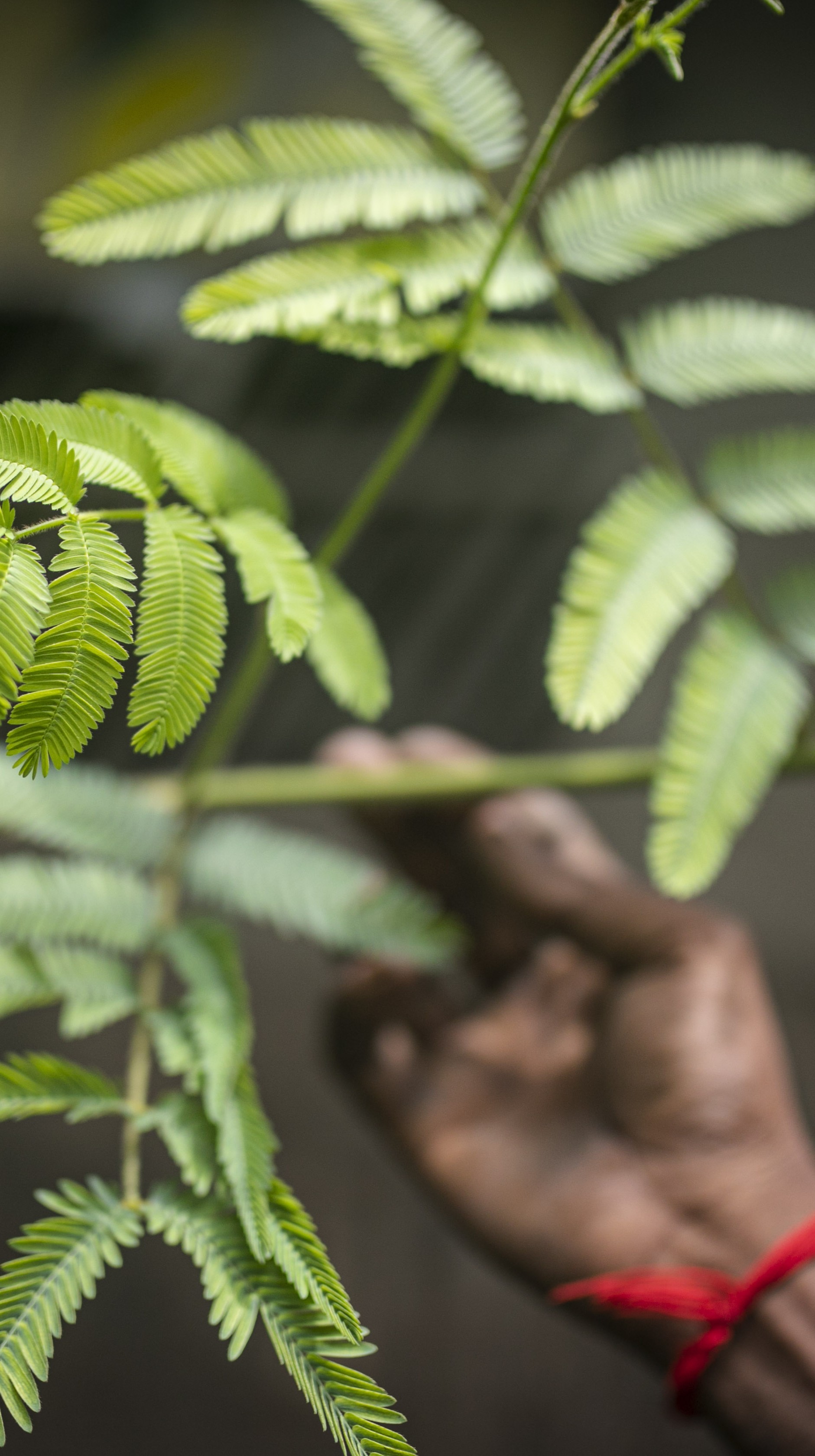 Leaves of the sensitive plant (Mimosa pudica), one of the plants used in traditional medicine in the region