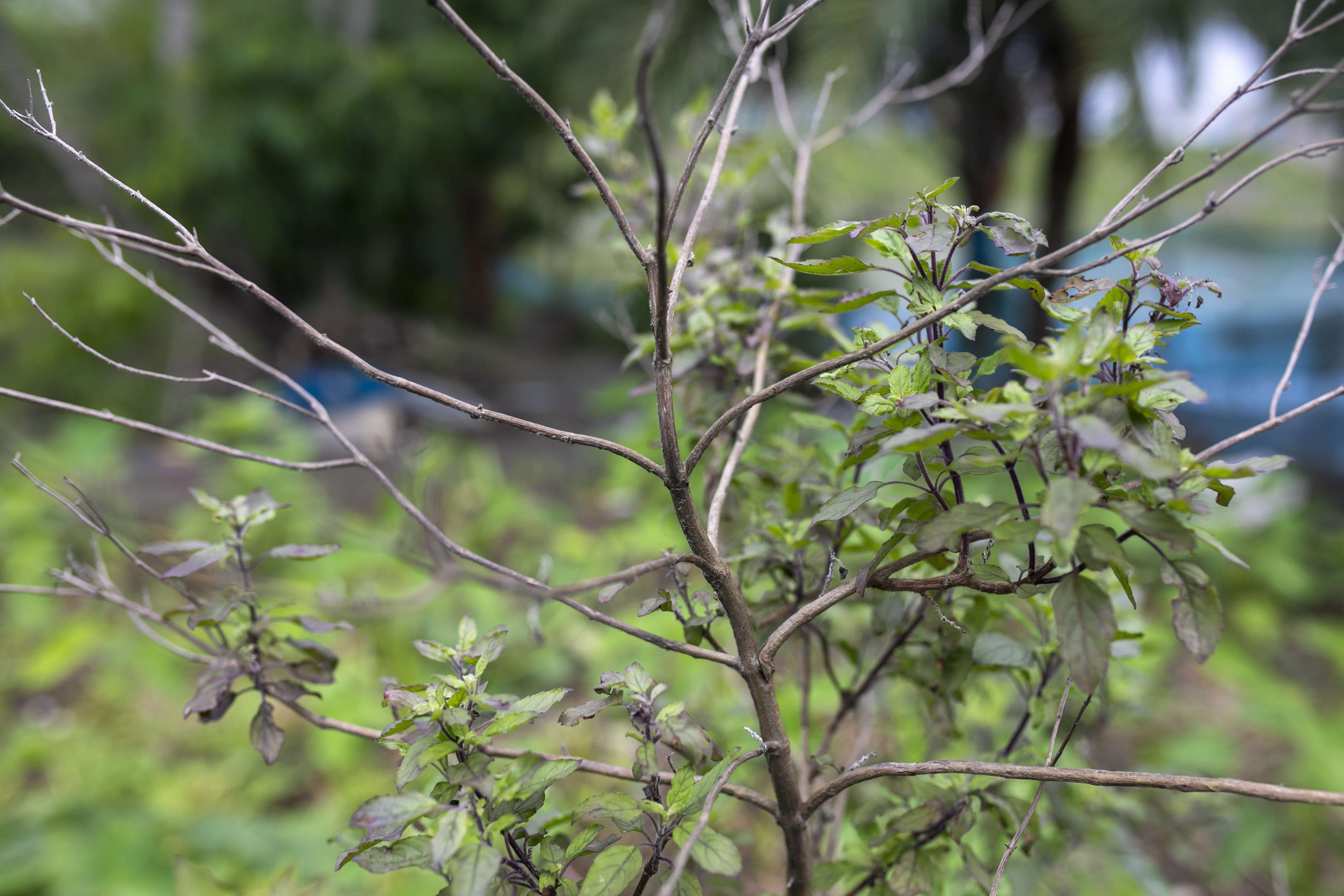 A tulsi plant grows in Koyra, one of the medicinal species whose uses have been passed down through generations of kabiraj
