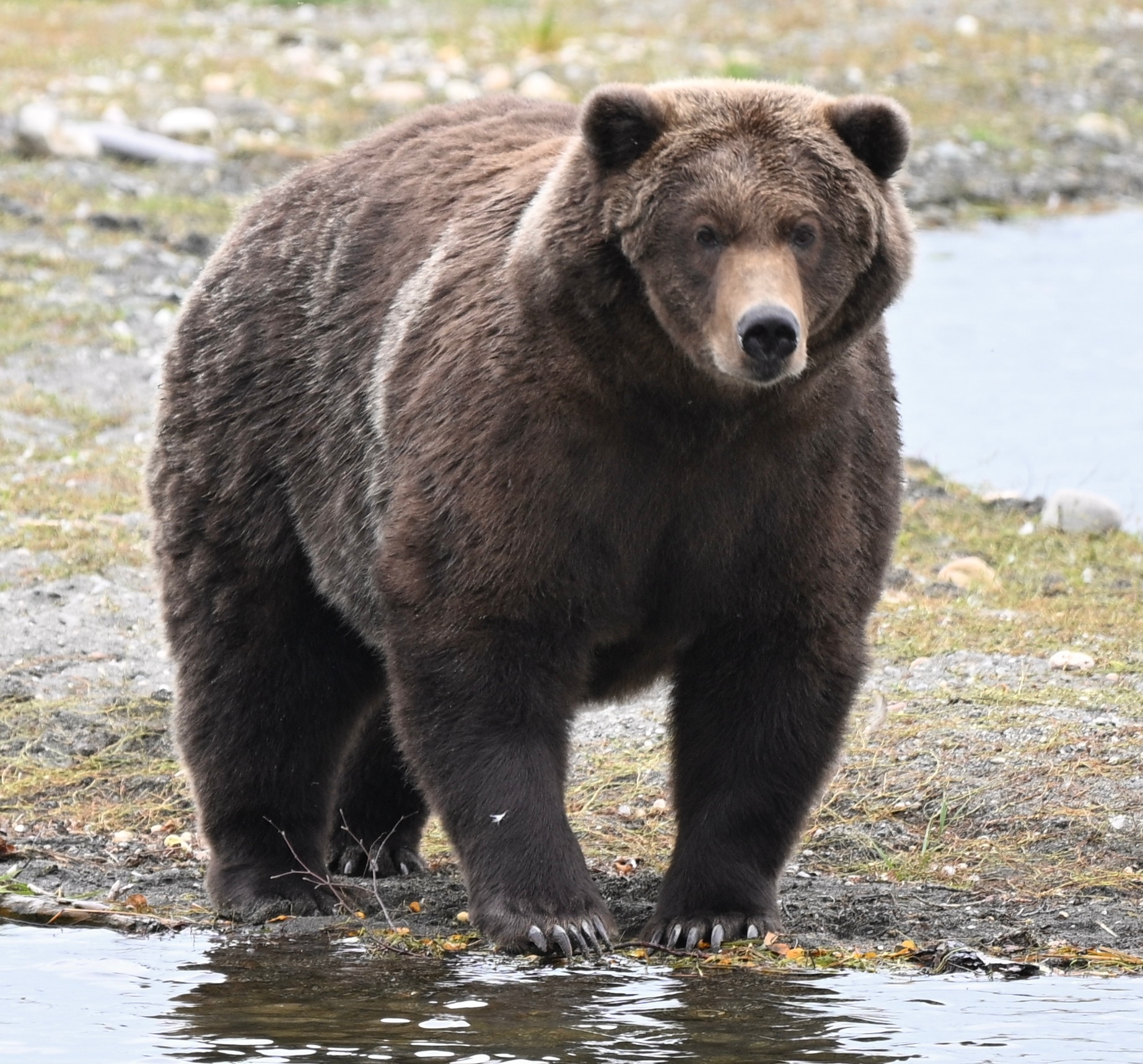 This September 9, 2026 photo provided by the National Park Service shows Bear 910 standing along the Brooks River in Katmai National Park and Preserve in Alaska