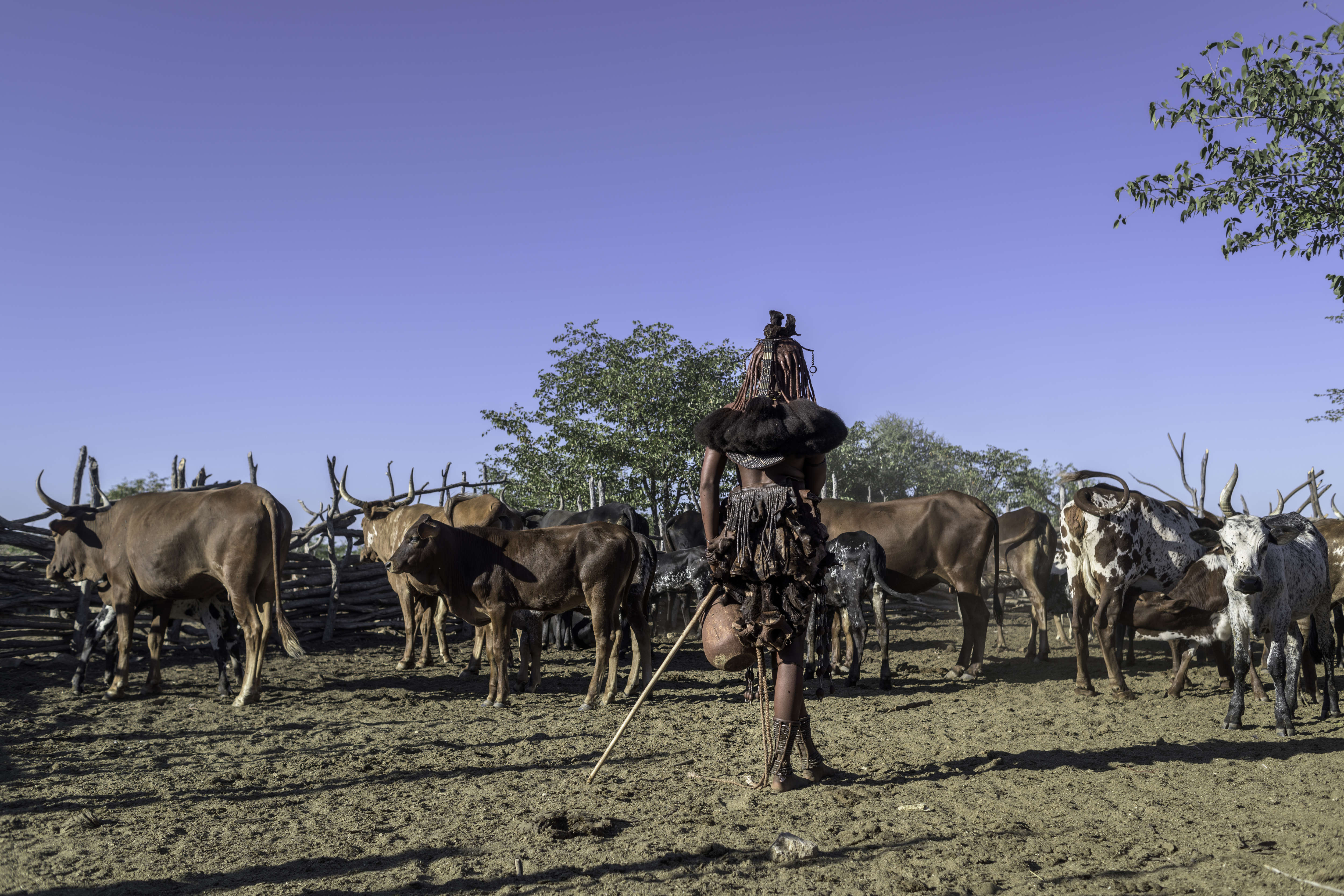 Namibia cattle