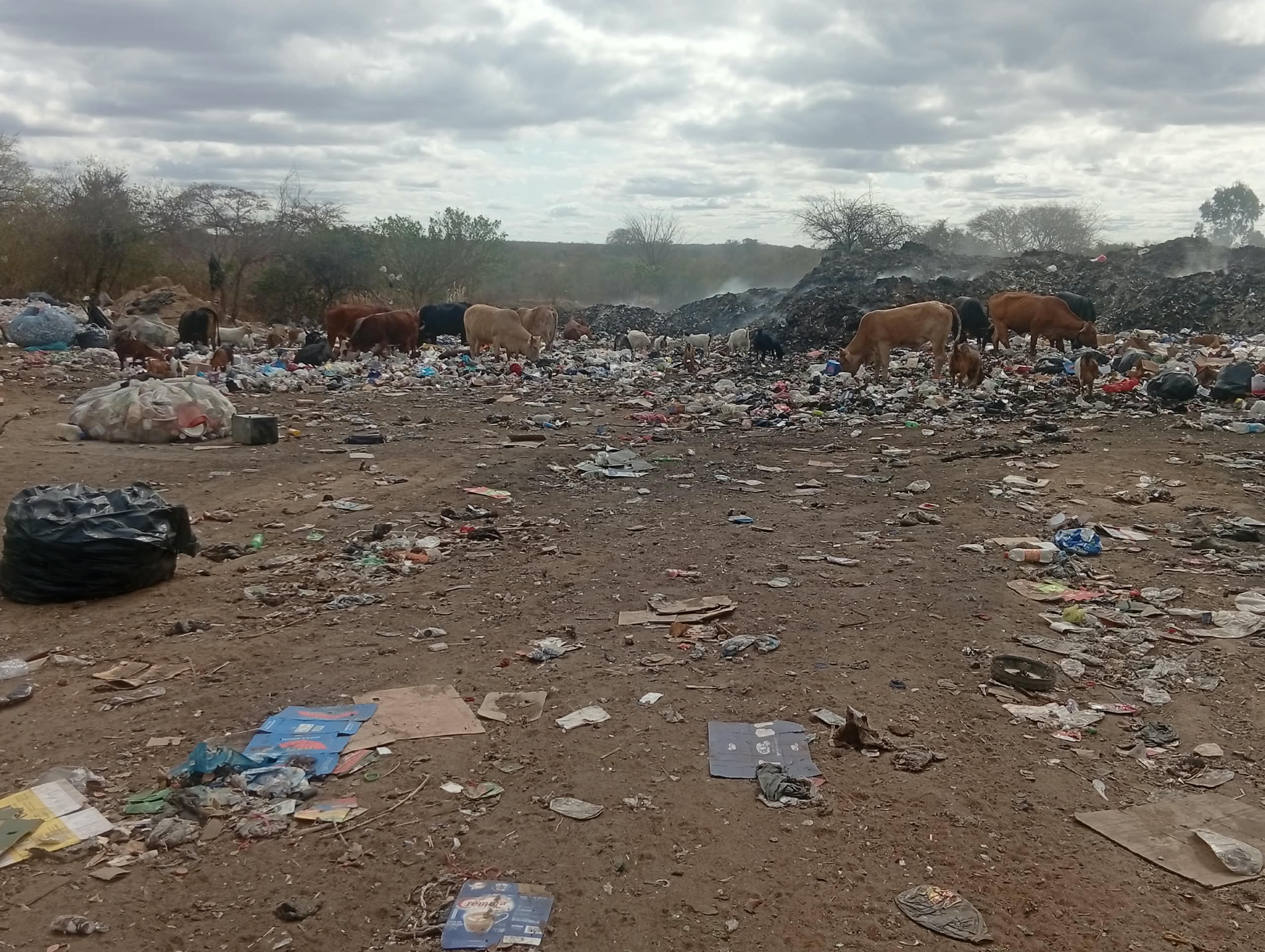 Goats and cattle graze near Zimbabwe’s platinum mining areas, where communities depend on land and natural resources alongside the mining industry.