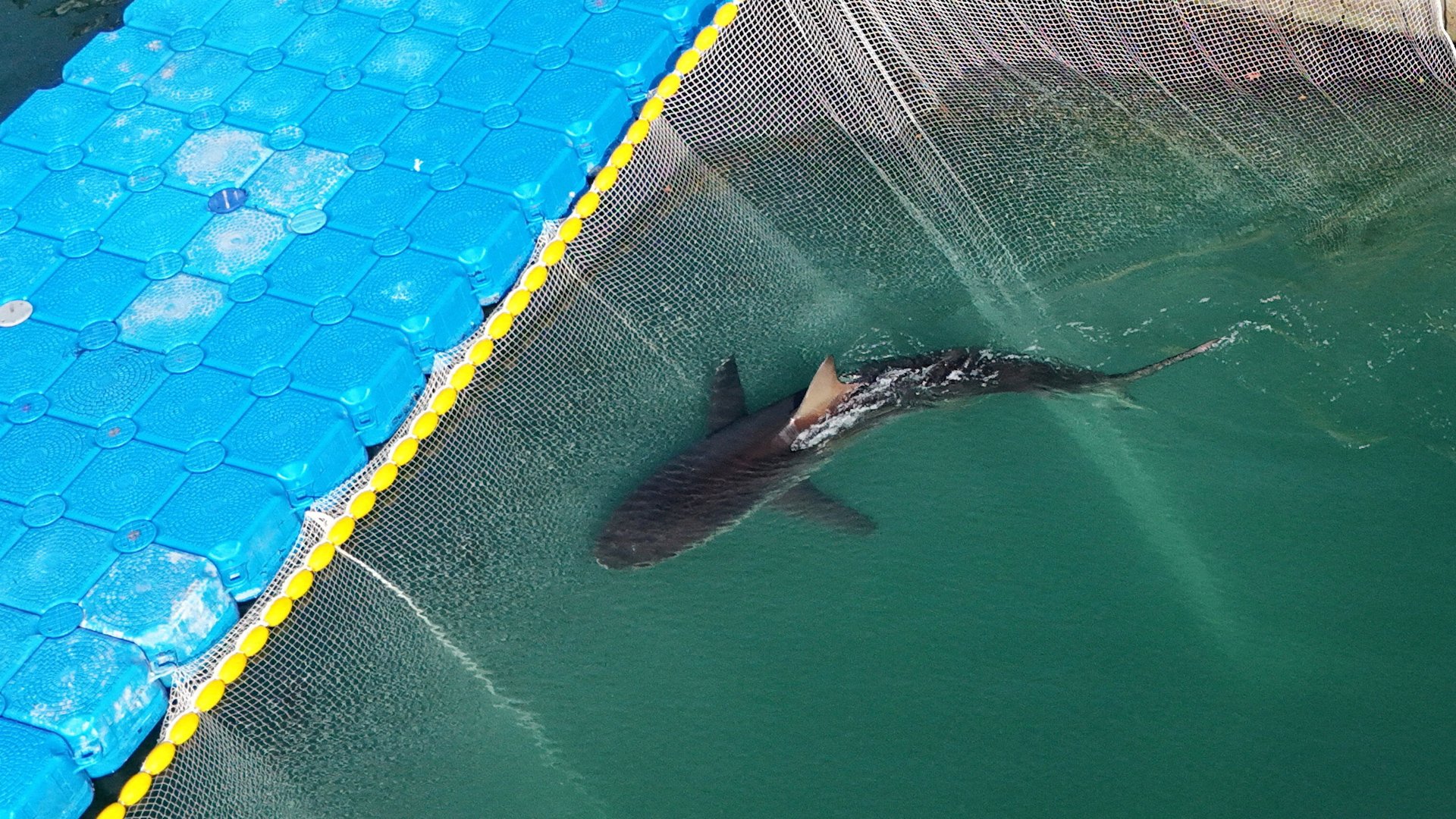 Shark in canal